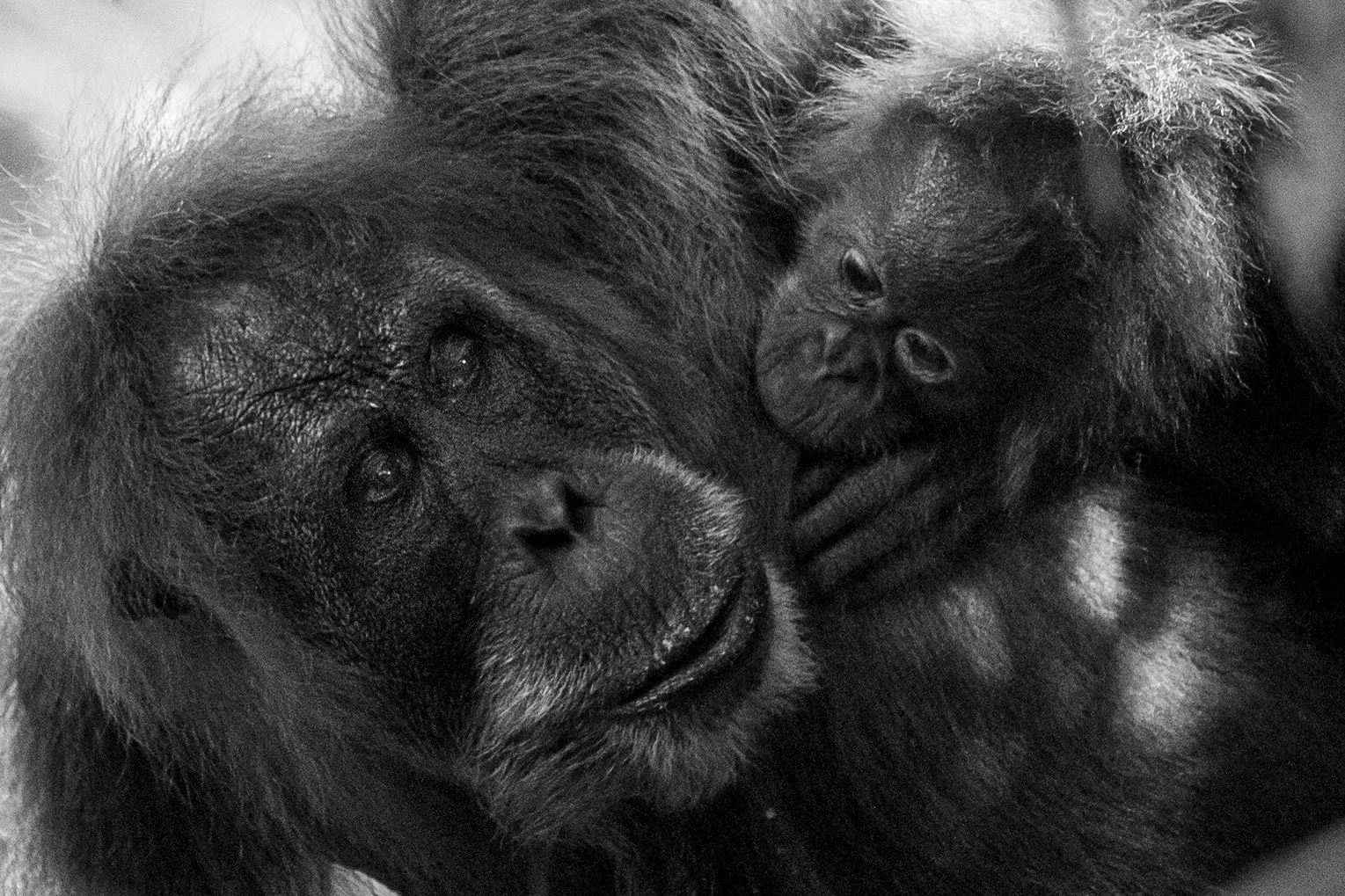 Une mère gorille et son bébé en train de se câliner.
