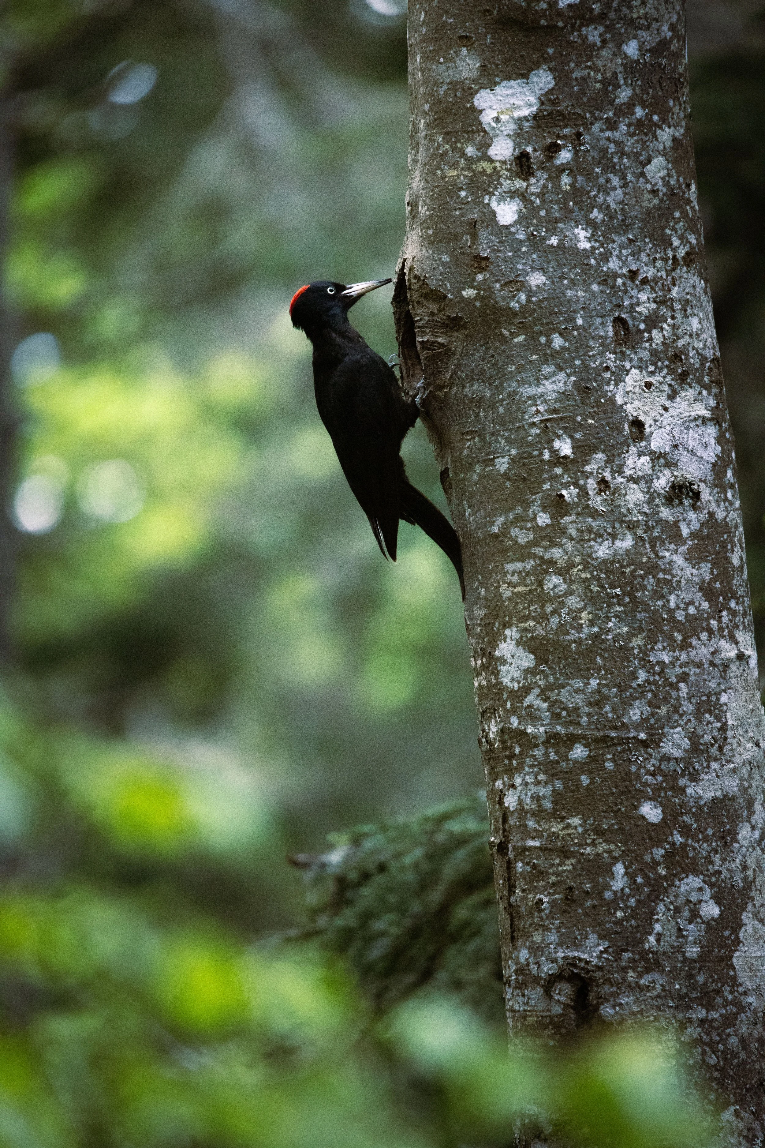 Un pic noir avec une tache rouge sur la tête, accroché à un arbre dans une forêt.