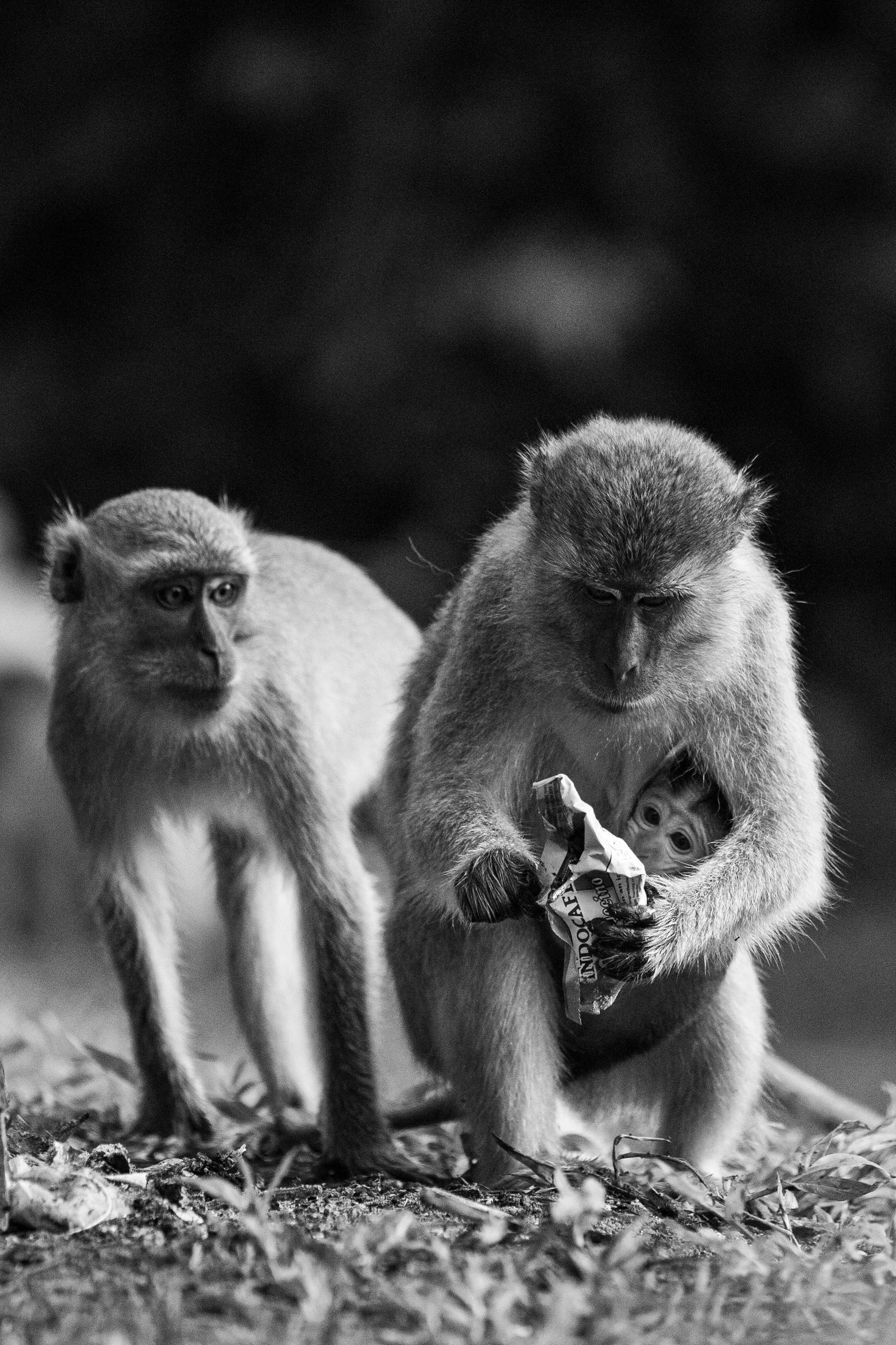 Deux singes, dont un tient un sac de nourriture, dans un environnement naturel.
