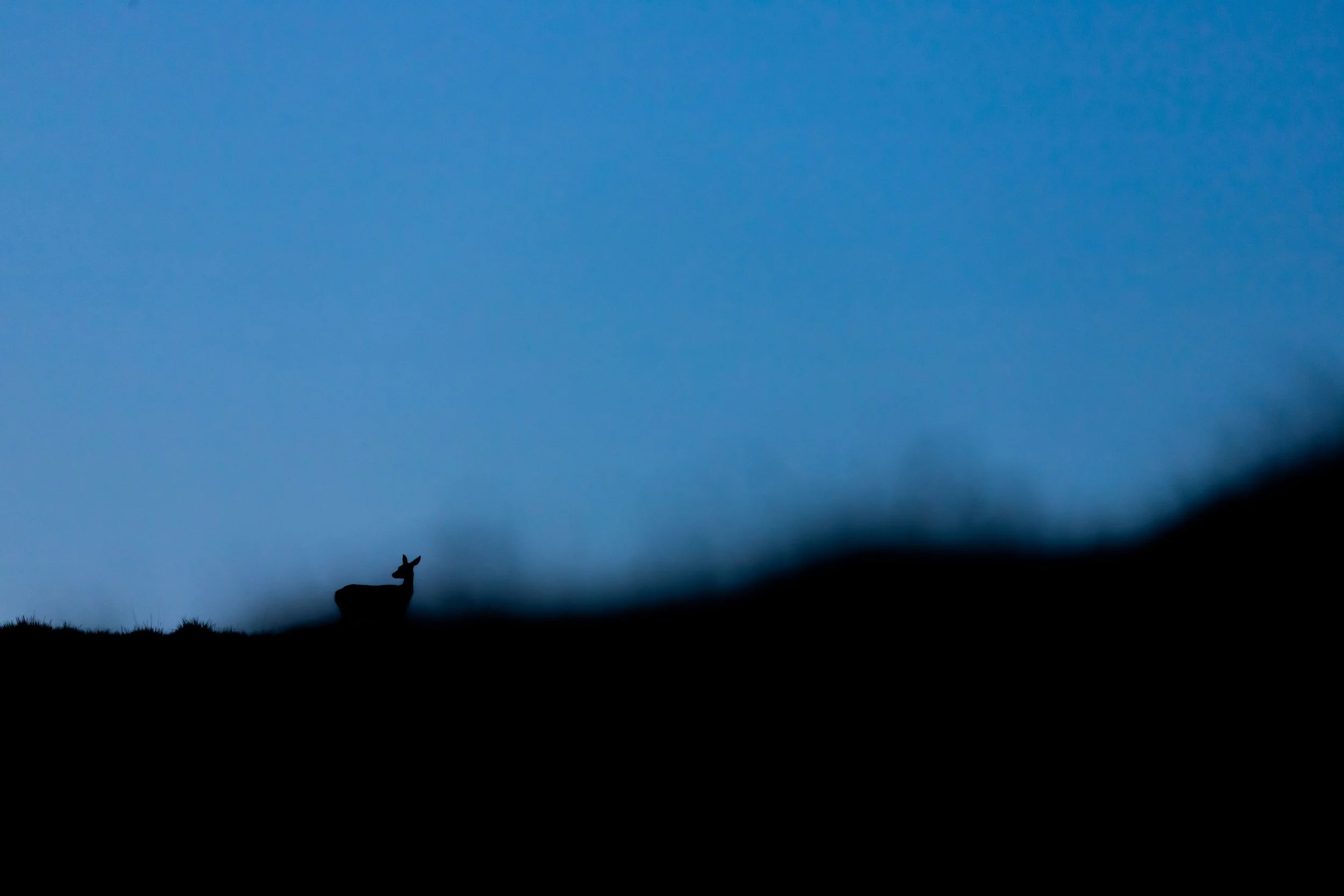 Silhouette d'un cerf au sommet d'une colline contre un ciel bleu en soirée ou à l'aube.