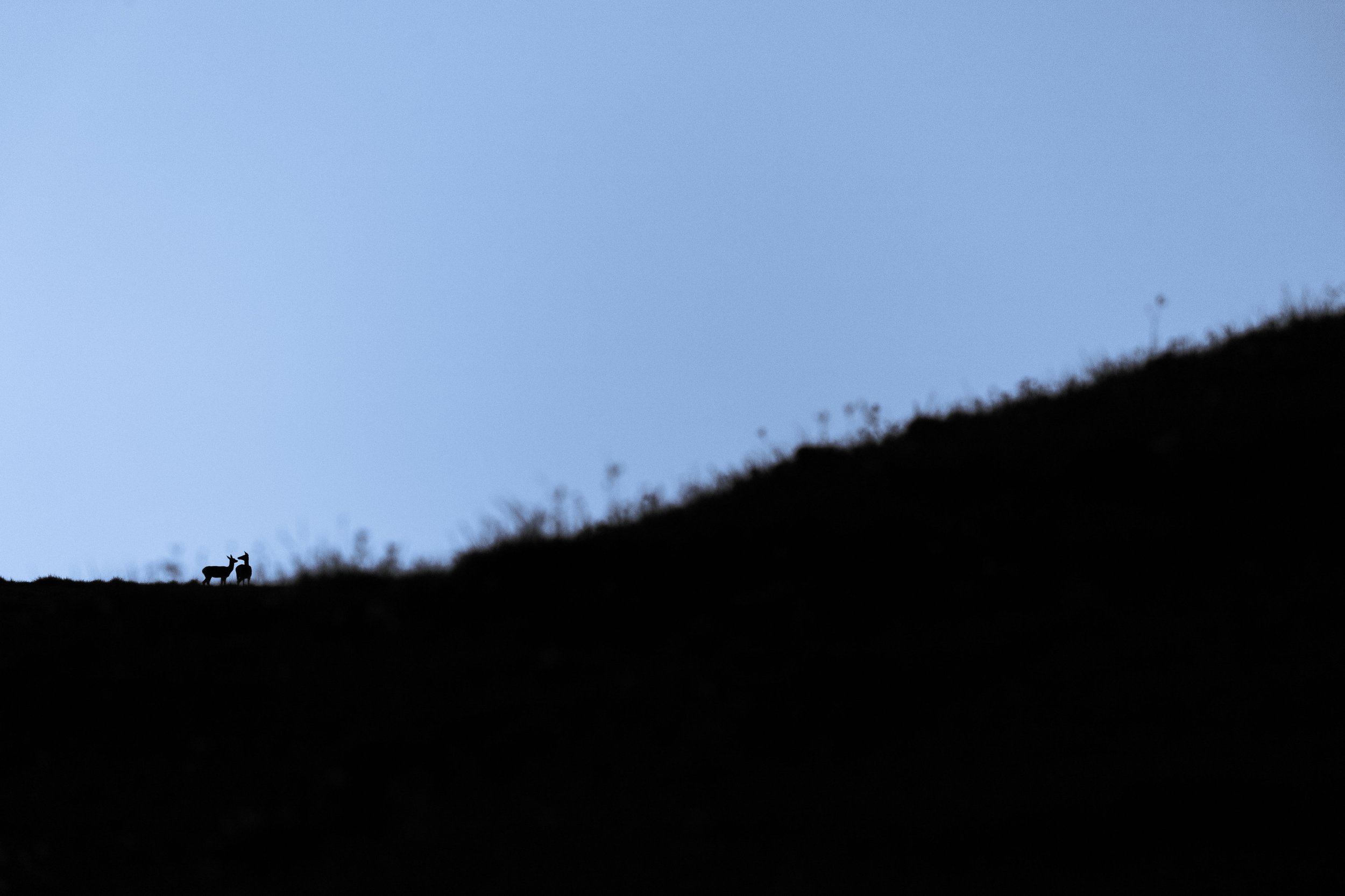 Silhouettes de deux cerfs sur une colline contre un ciel bleu au crépuscule.