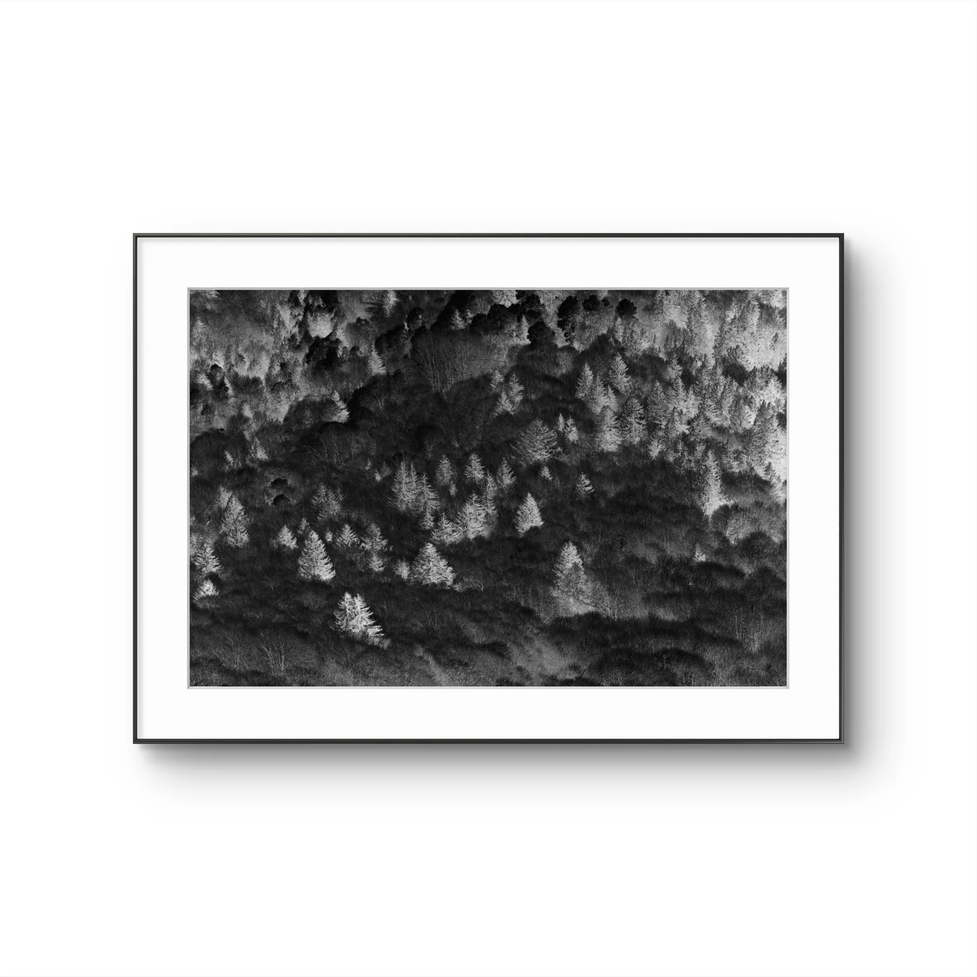 Impression d'un tableau noir et blanc représentant une forêt dense