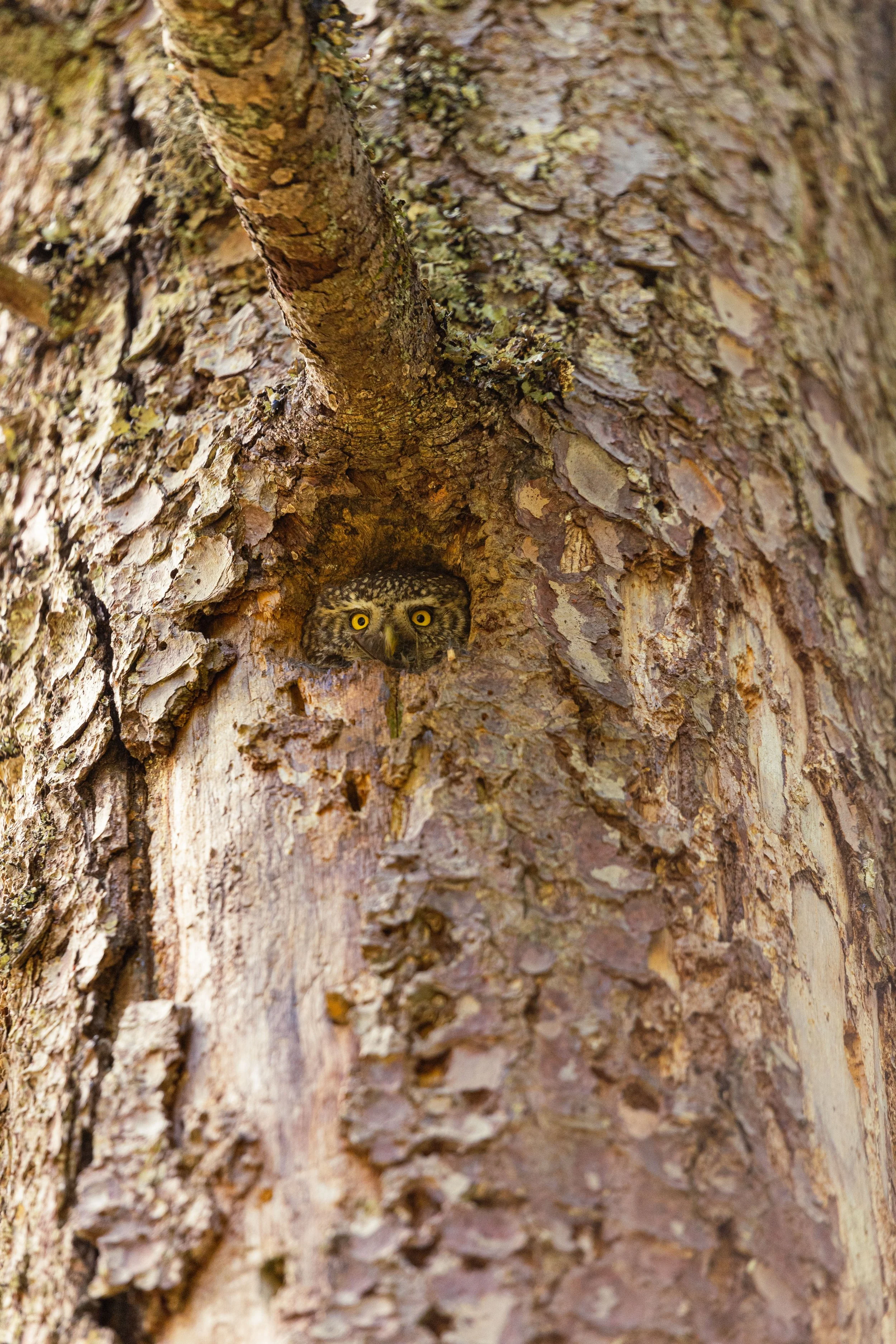Un hibou aux yeux jaunes, tapi dans une cavité dans un arbre à la écorce rugueuse.
