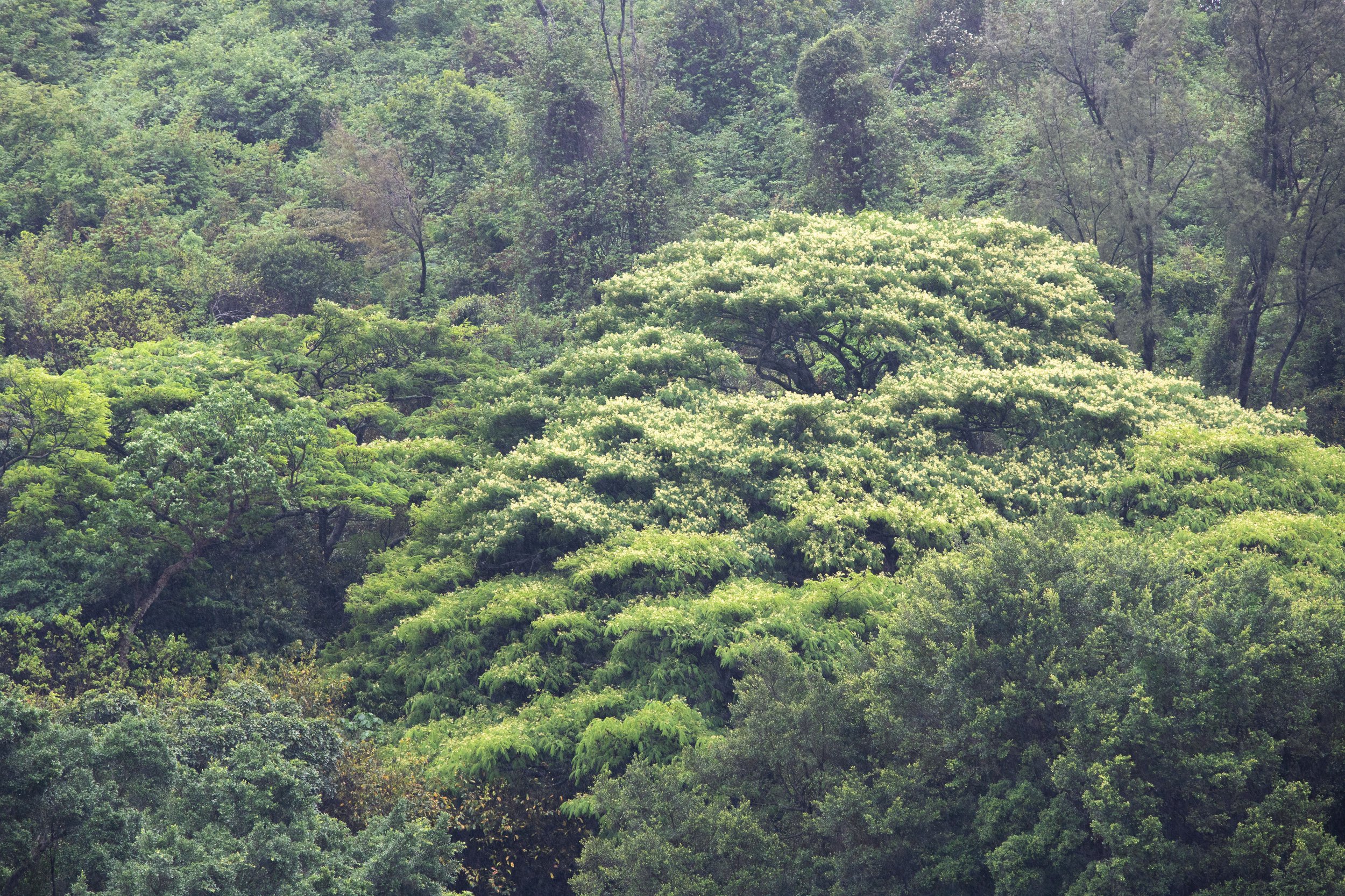 Une forêt dense avec de nombreux arbres verts et différents types de feuillages, formant une couverture végétale luxuriante.