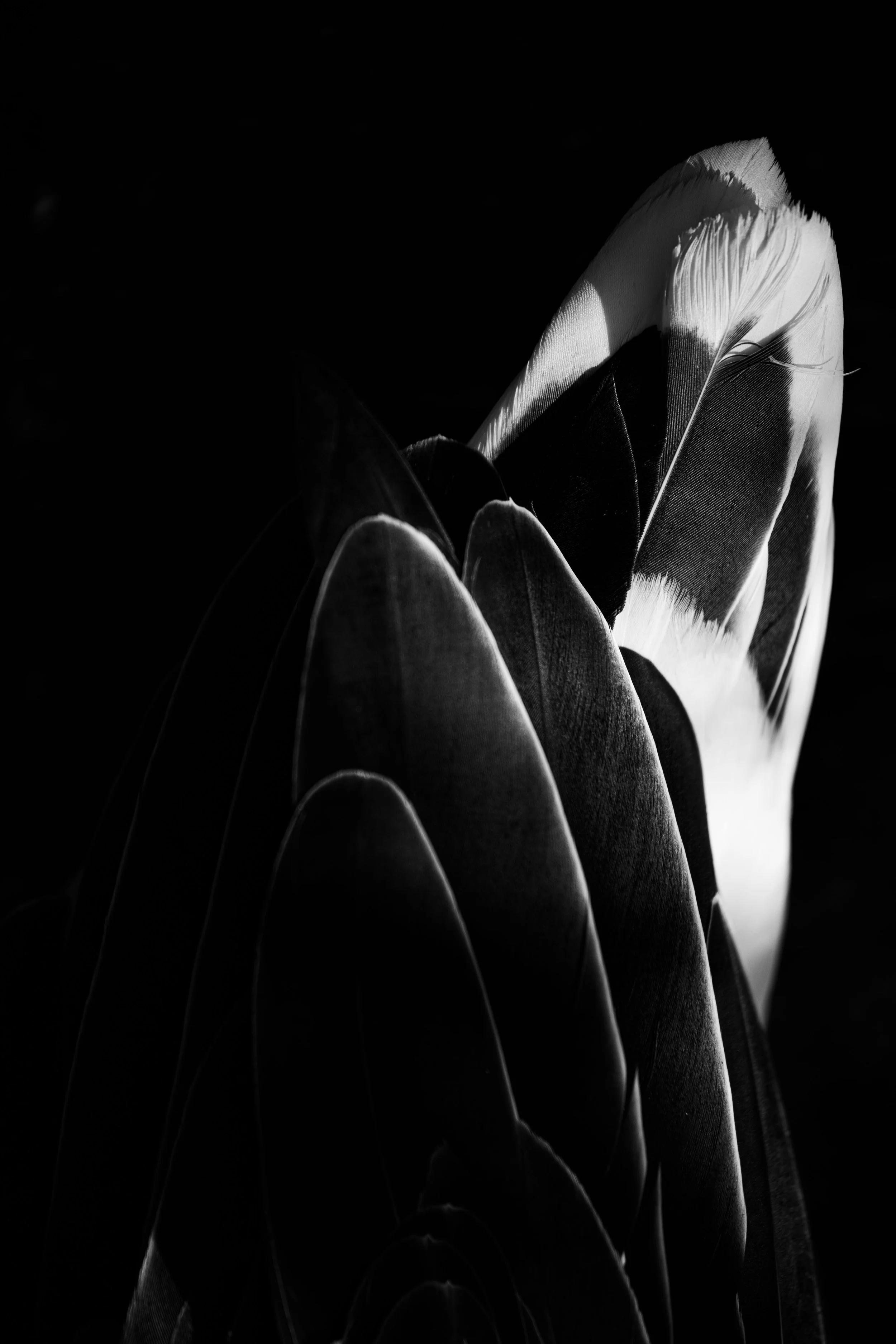 Une image en noir et blanc de plumes, avec une composition artistique mettant en valeur la texture et la forme des plumes, créant un contraste entre la lumière et l'ombre.