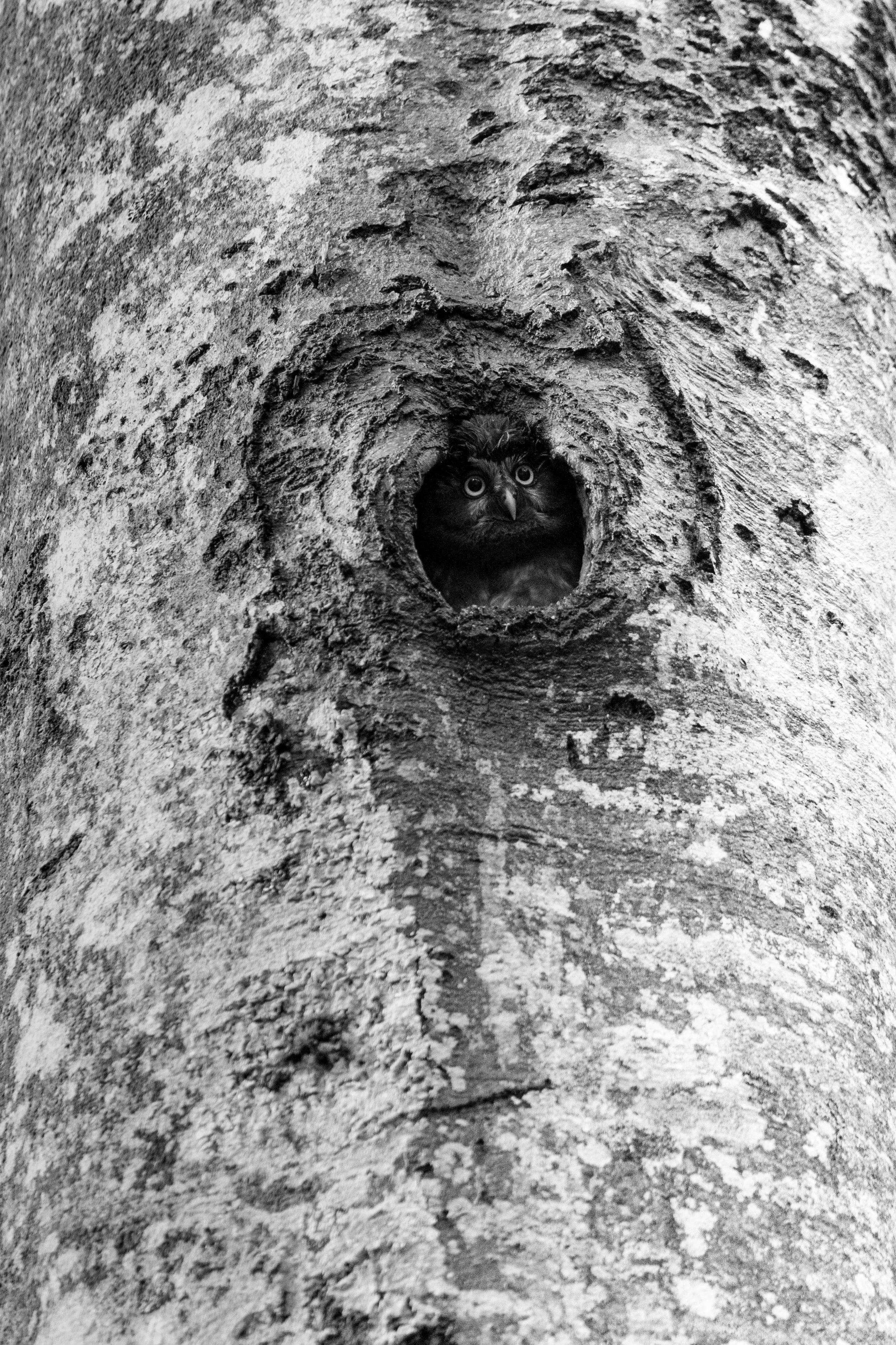 Un hibou niché dans le creux d'un arbre.