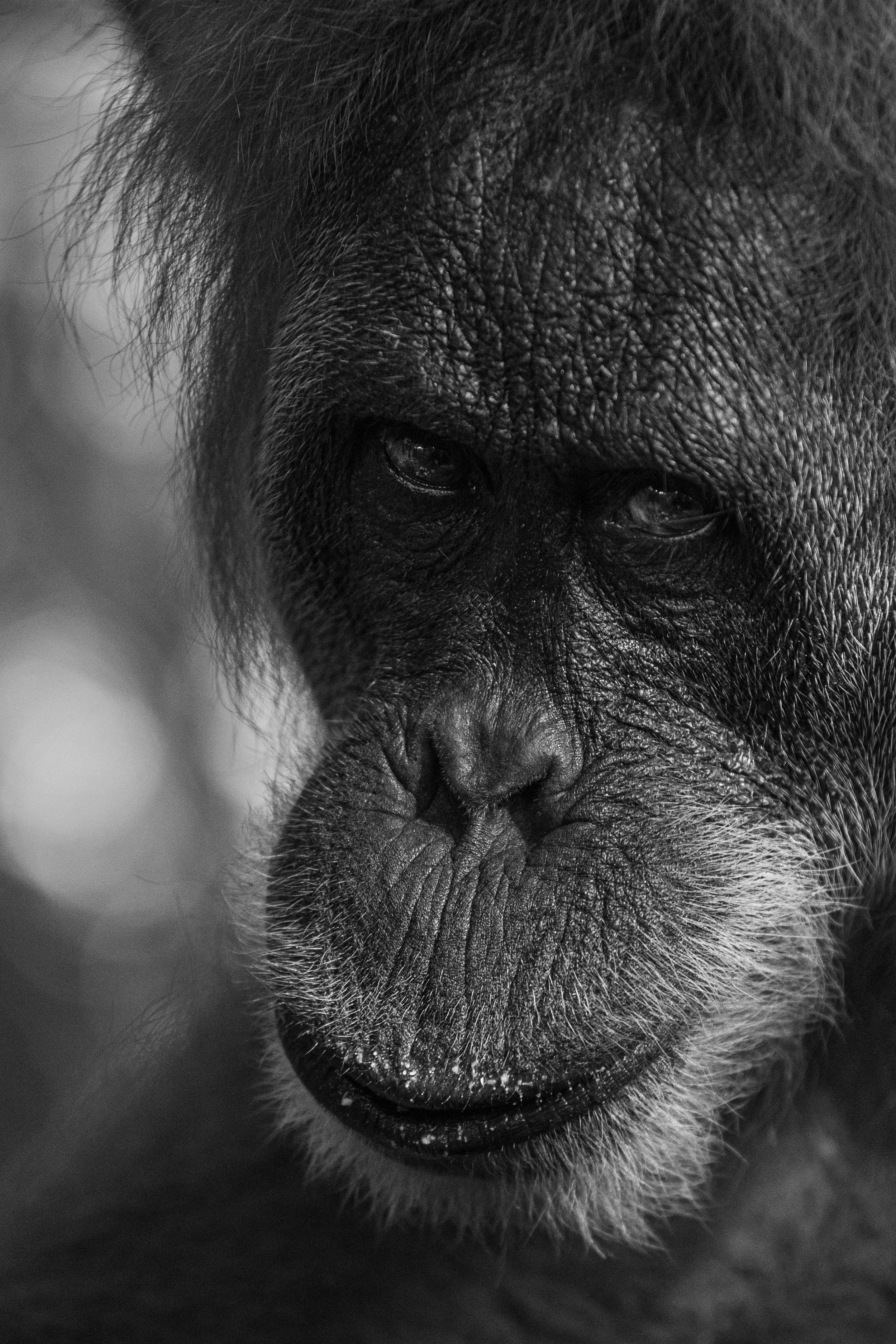 Gros plan d'un visage de singe en noir et blanc, montrant les détails de la peau et des poils autour de la bouche et du nez.