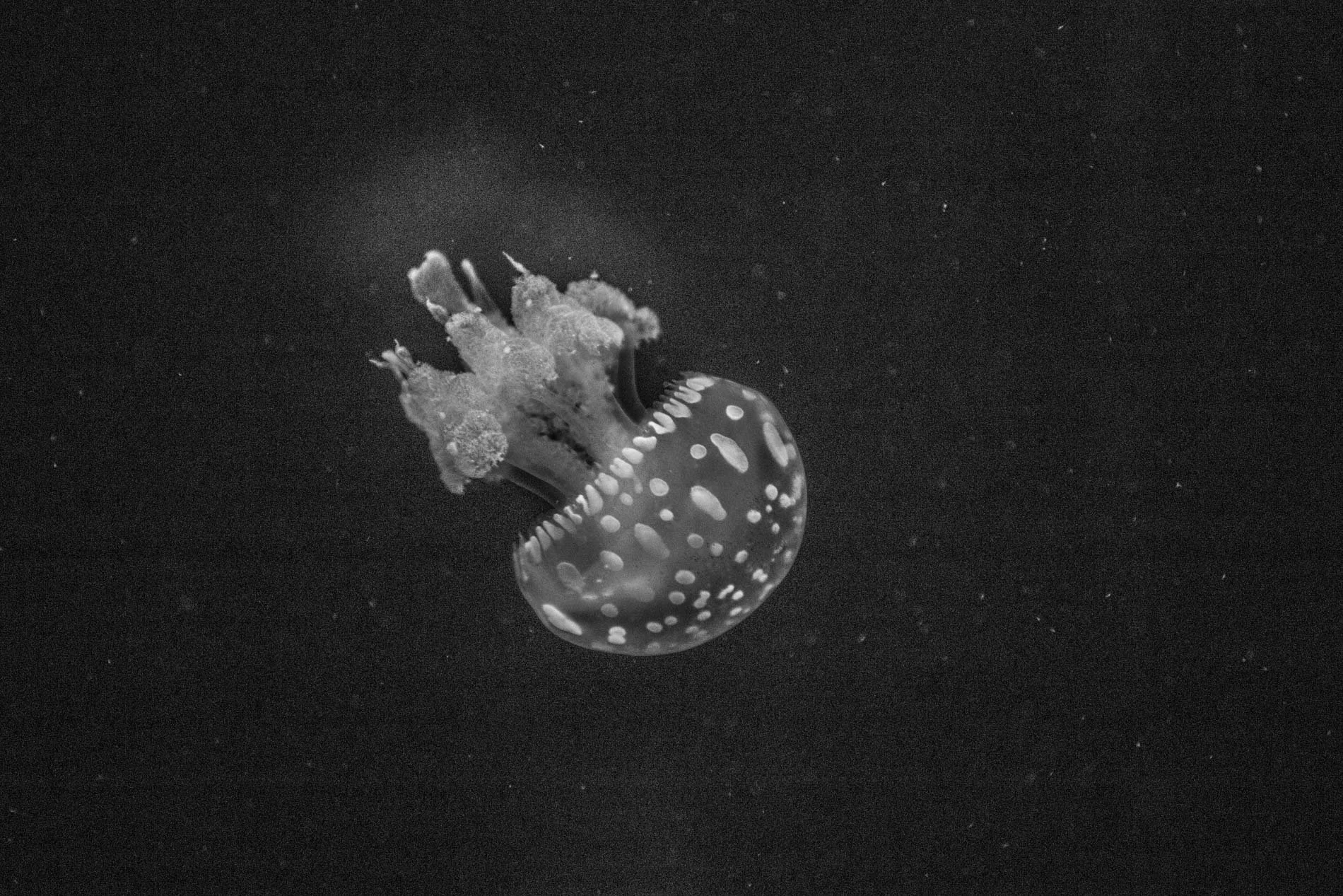 Méduse luminescente nageant dans l'eau sombre.