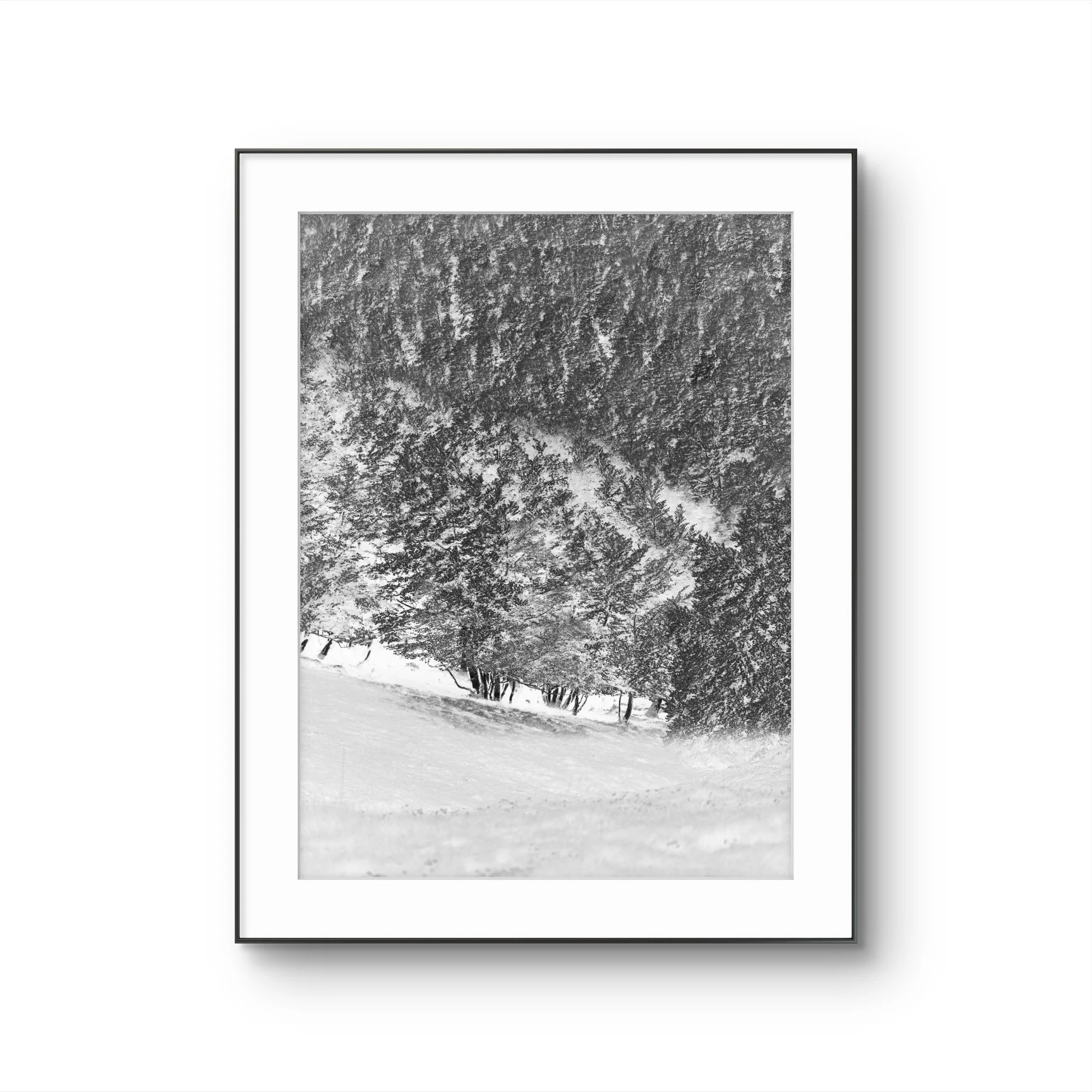 Une photographie noir et blanc d'une forêt enneigée avec des arbres couvrant la majorité de l'image.