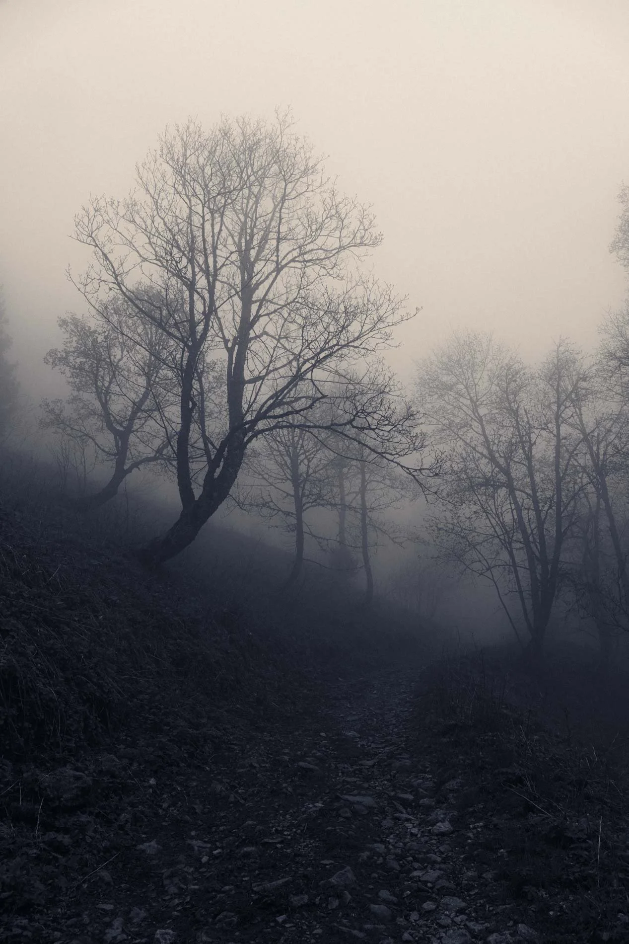 Une forêt brumeuse avec des arbres sans feuilles, sur un sentier rocheux, dans une ambiance sombre et mystérieuse.