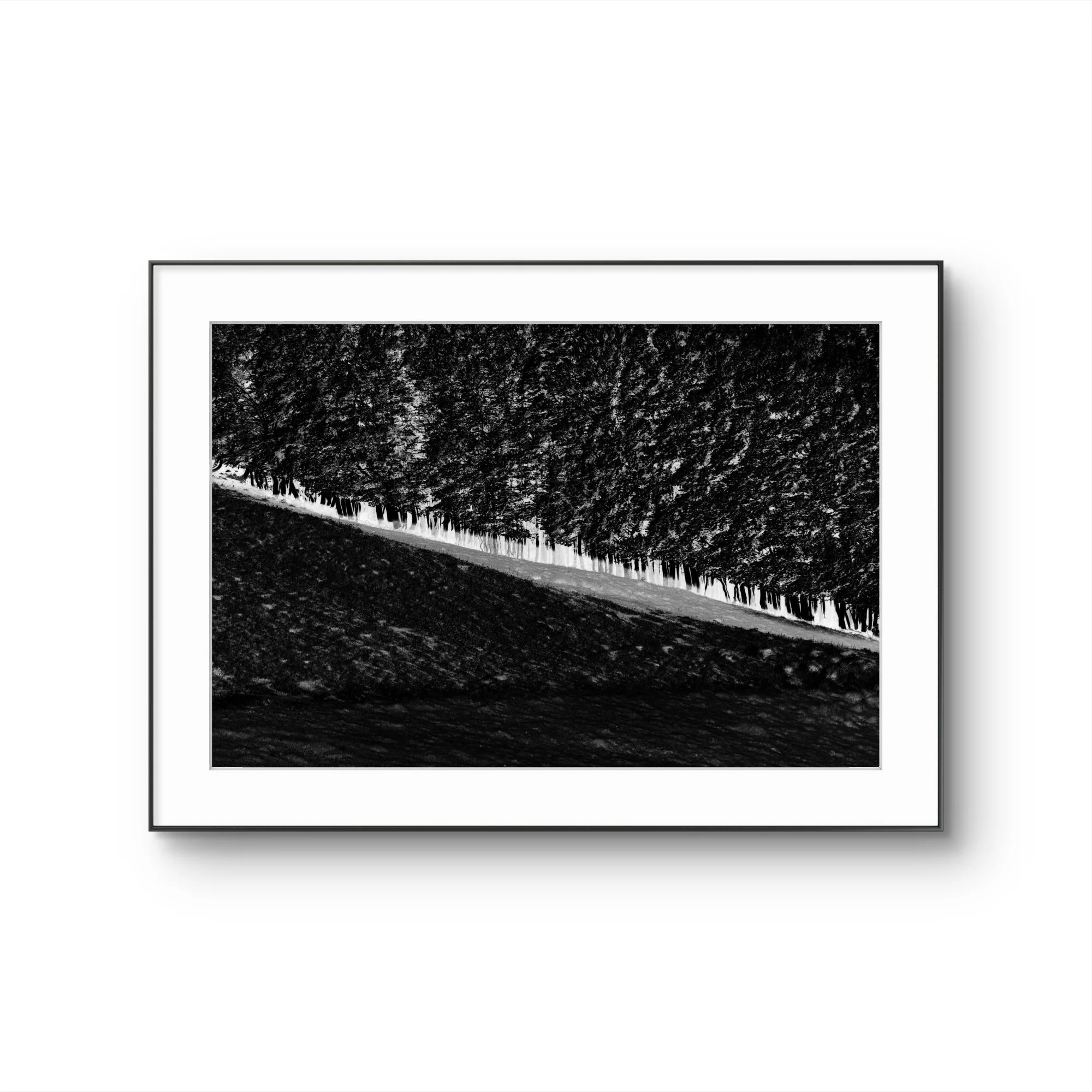 Photo noir et blanc d'une rangée d'arbres alignés le long d'une voie qui s'étend vers l'horizon.