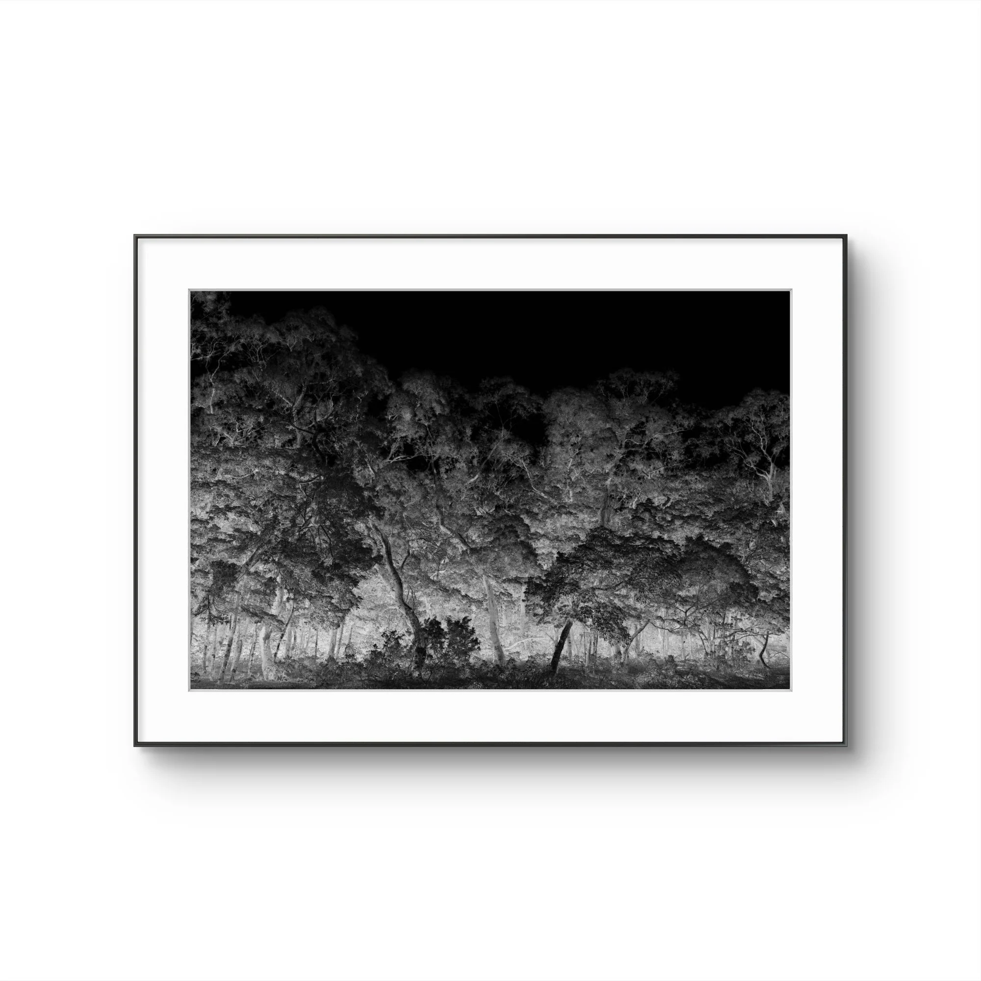 Photographie en noir et blanc d'un arbre d'une forêt dense