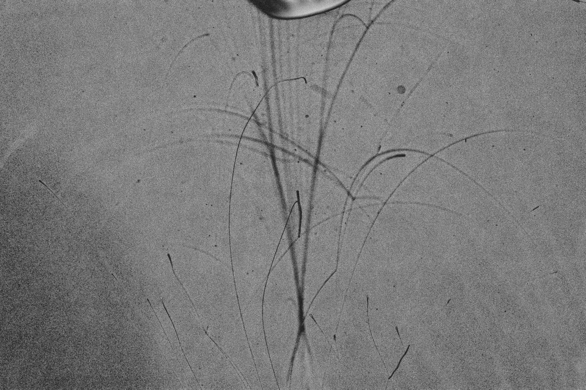 Un dessin au crayon sur une feuille de papier montrant une silhouette d'hydre avec plusieurs tentacules / branches fines et longues.