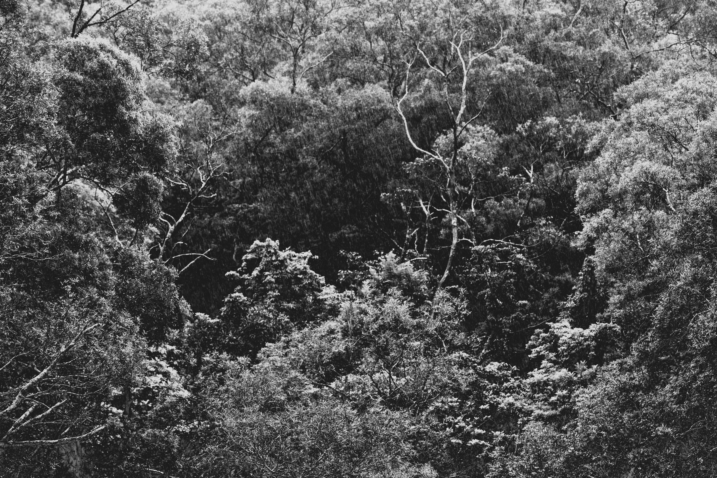 Une forêt dense en noir et blanc sous une pluie battante.