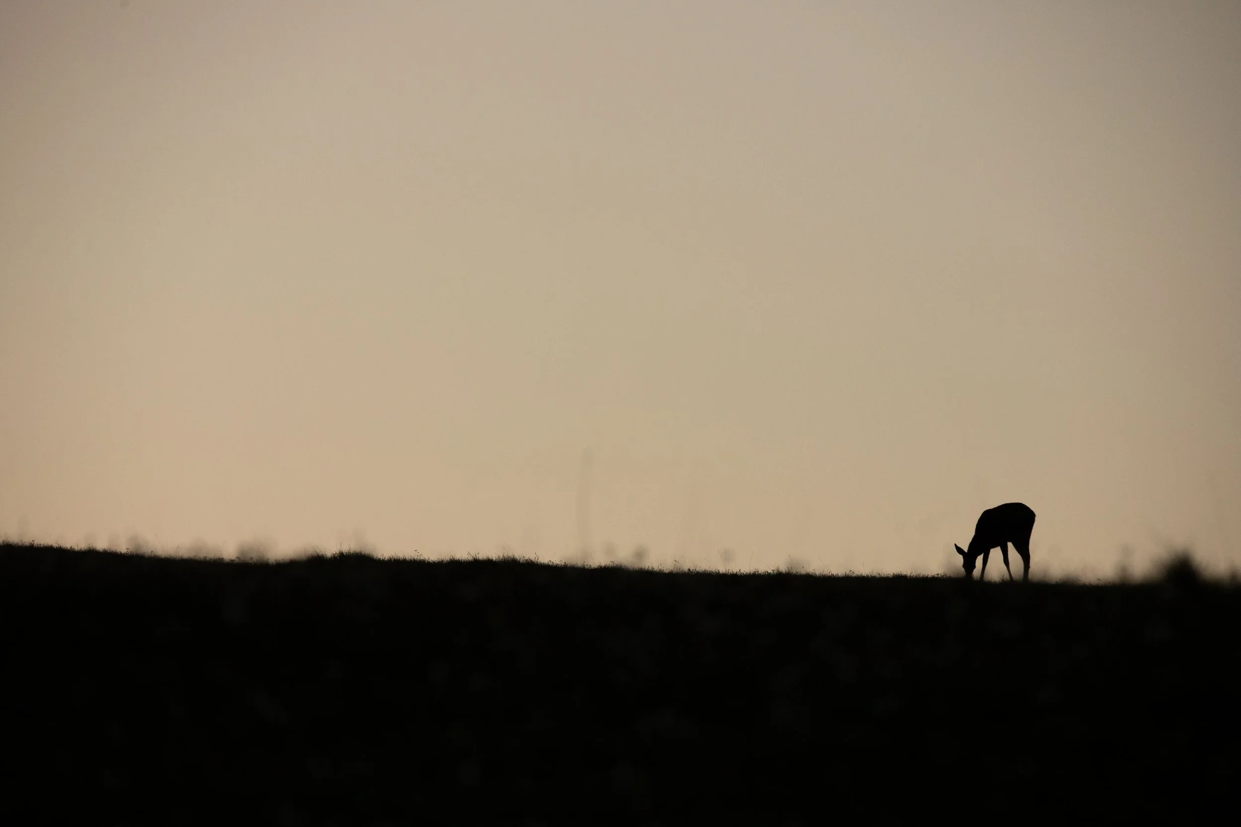 Silhouette d'un cheval en train de brouter dans un paysage au coucher du soleil, avec un ciel clair et une colline.
