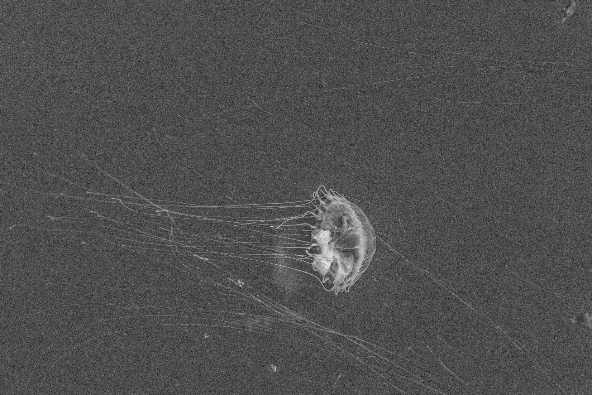 Méduse nageant dans l'océan dans l'obscurité, avec ses longues tentacules flottant autour d'elle.