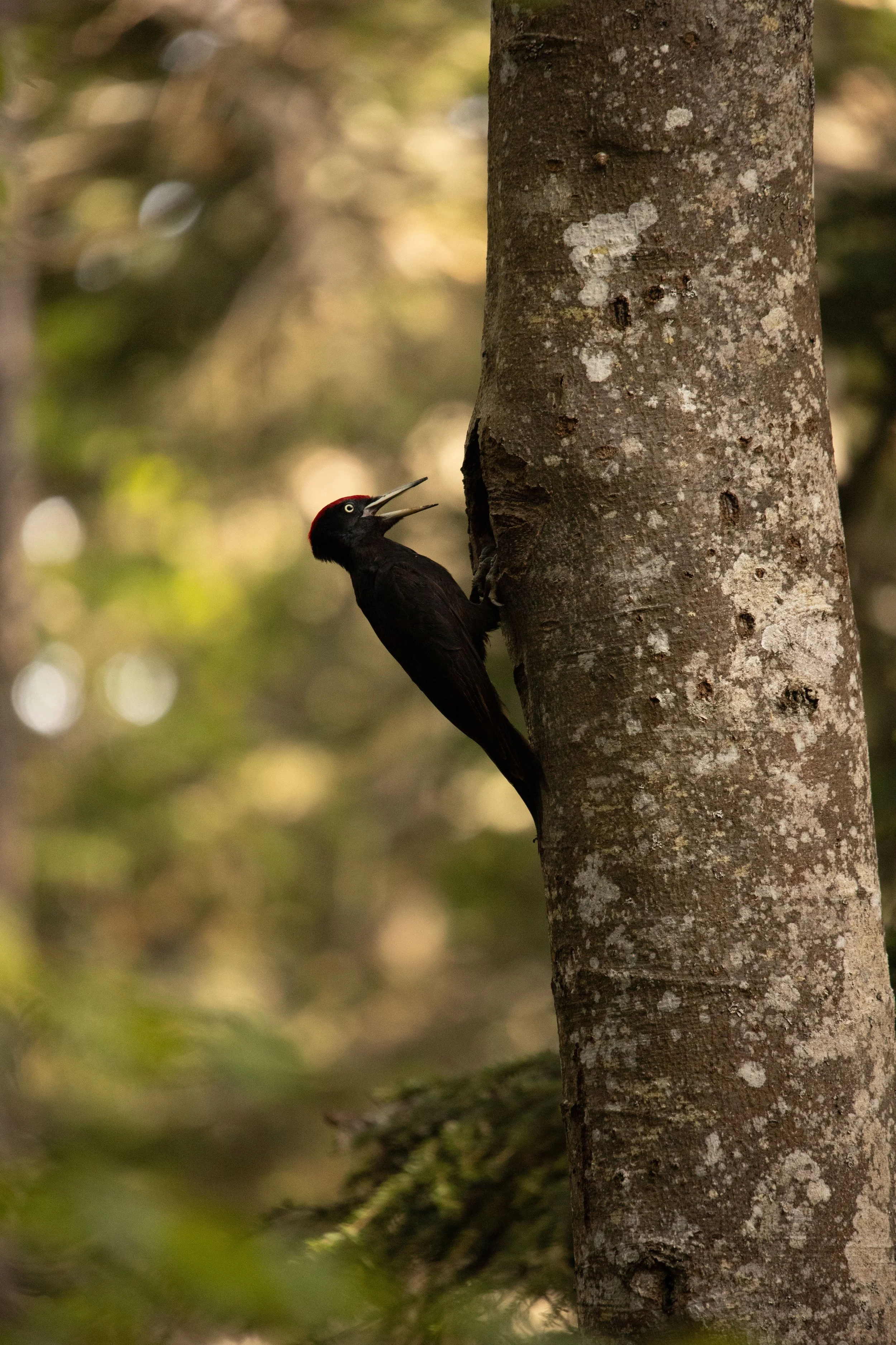 Un pic vert pratiquant un piqué sur un tronc d'arbre dans une forêt.
