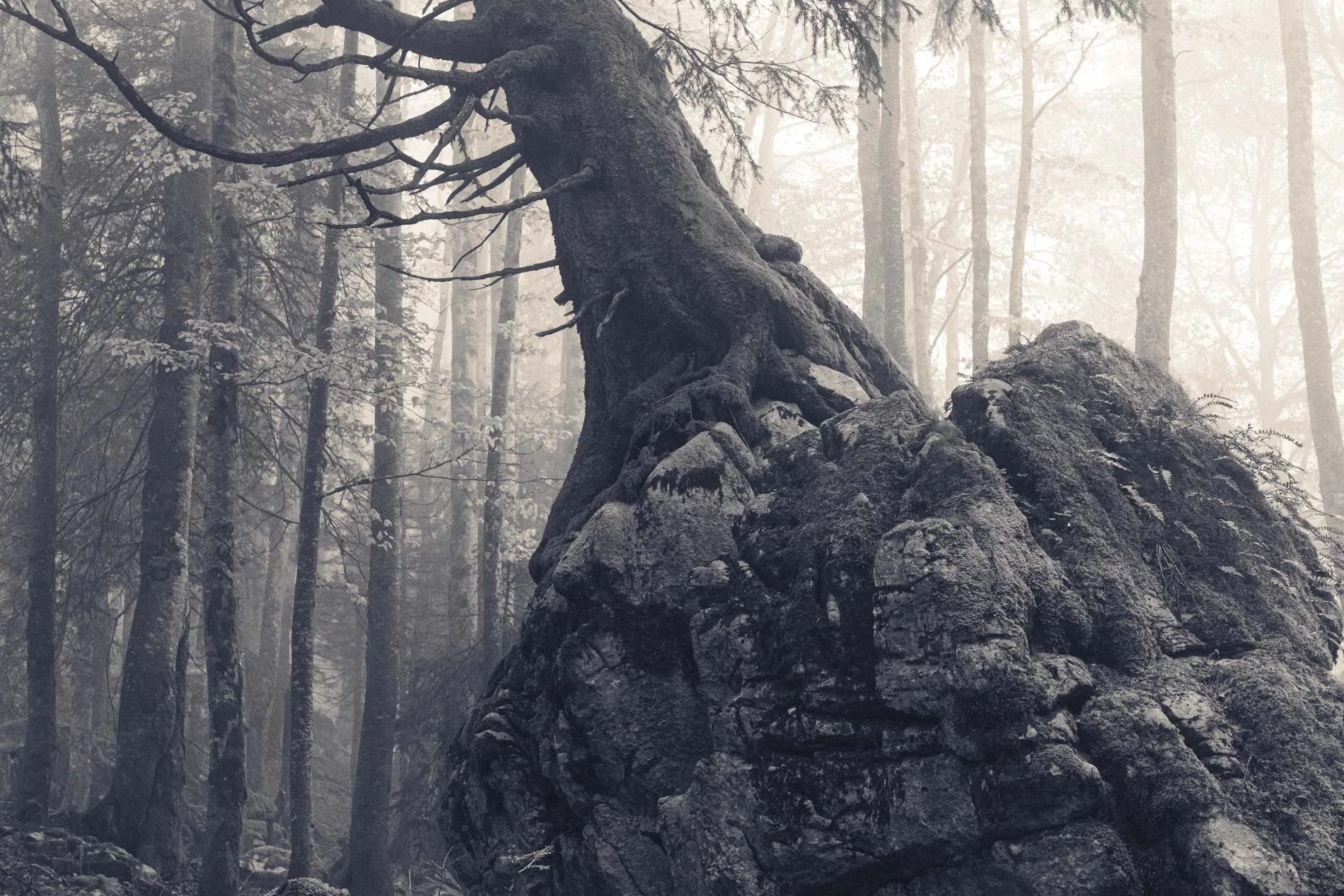 Un arbre penché sur un rocher dans une forêt brumeuse entourée d'autres arbres.