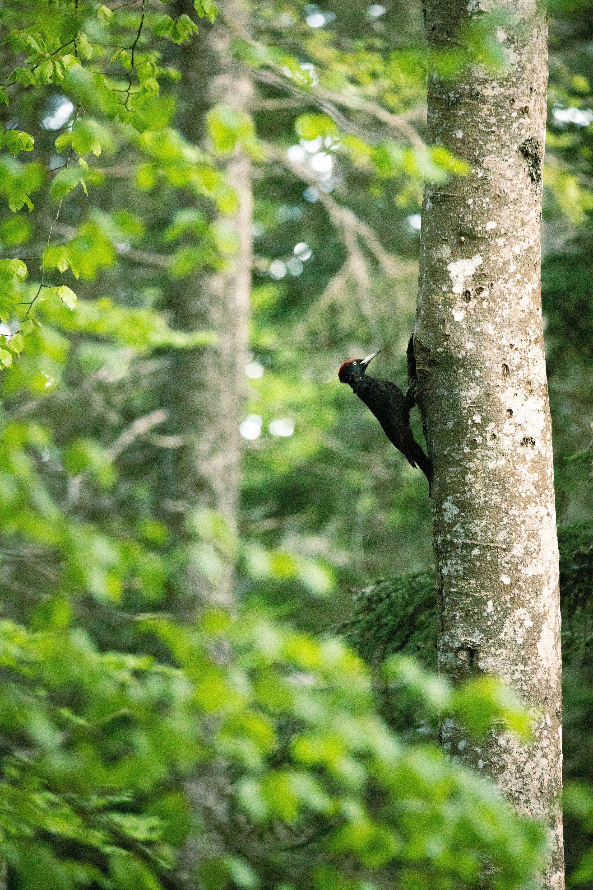 Un pic vert perché sur un arbre en forêt, entouré de feuillage vert.