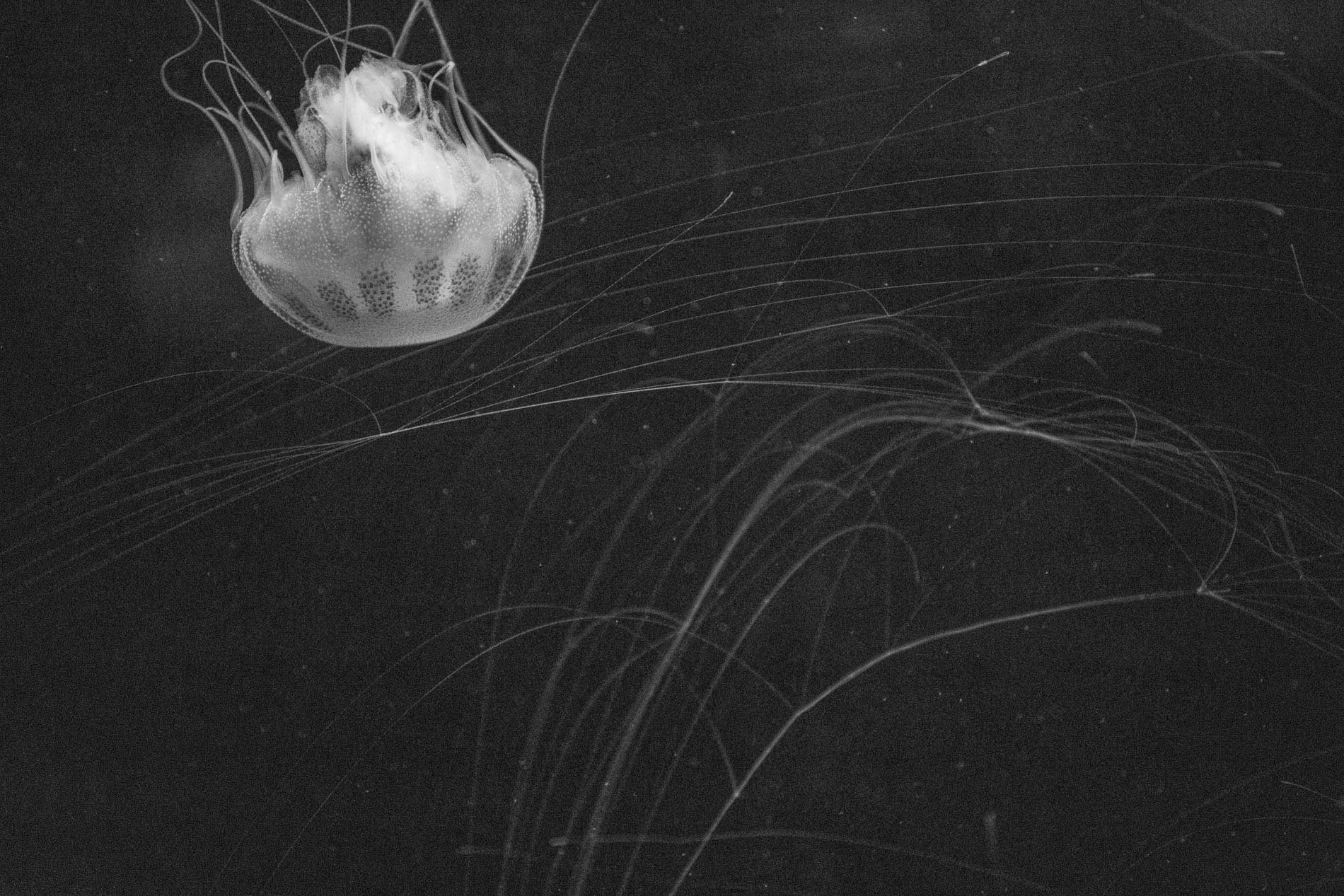 Une méduse nageant dans l'eau sombre, avec des filaments fins flottant autour.