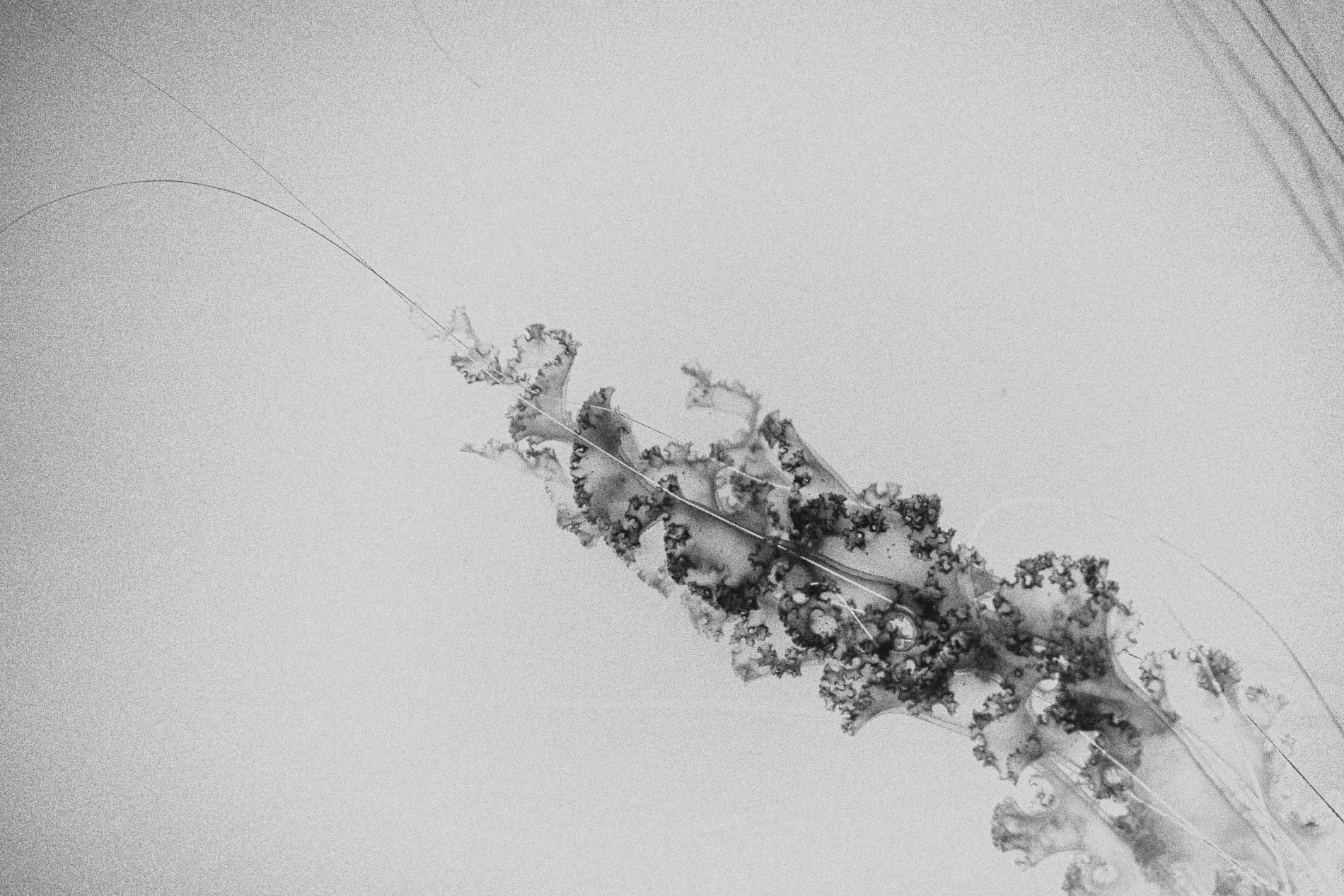 Une feuille de salade ou d'herbe avec des motifs naturels et des textures, photographiée en noir et blanc avec un fond clair, une ligne de fil ou de brin à travers la feuille.