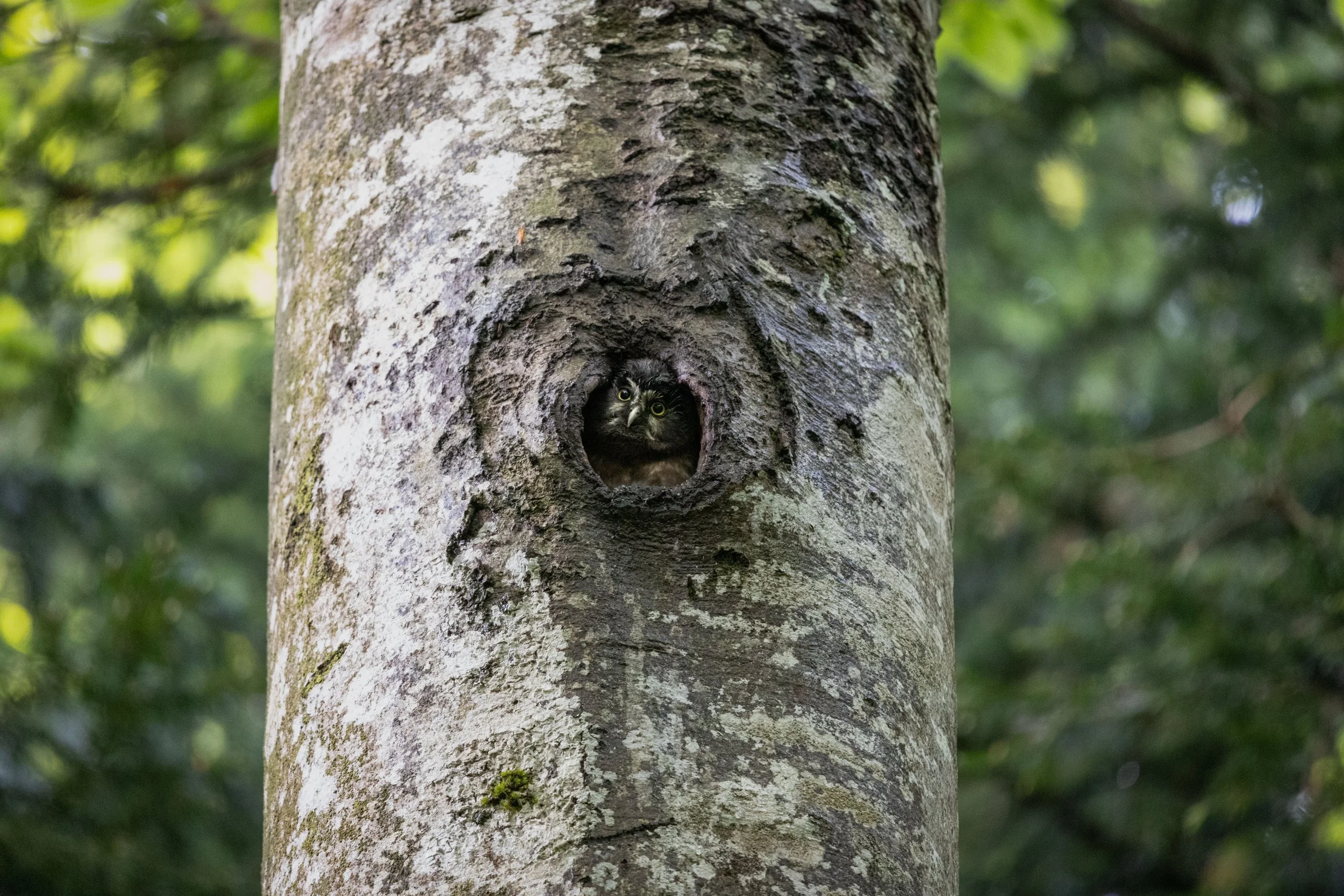Un hibou dans un trou d'arbre, regardant vers l'avant, entouré par l'écorce d'arbre, avec un fond flou de feuillage vert.