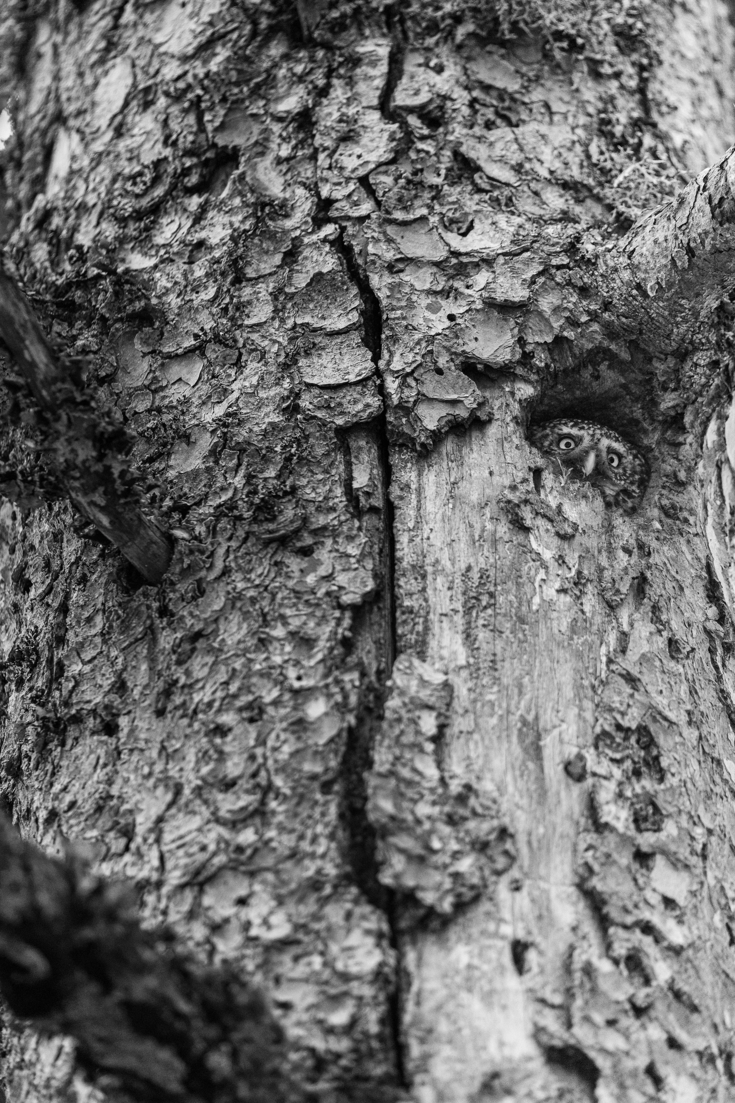 Un hibou caché dans une cavité d'un arbre, visible dans l'écorce rugueuse.