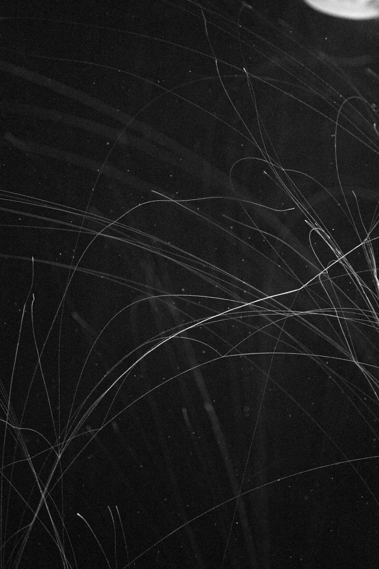 Photo en noir et blanc montrant des lignes fines croisées et des points dispersés, ressemblant à un motif abstrait ou à une image du ciel étoilé.