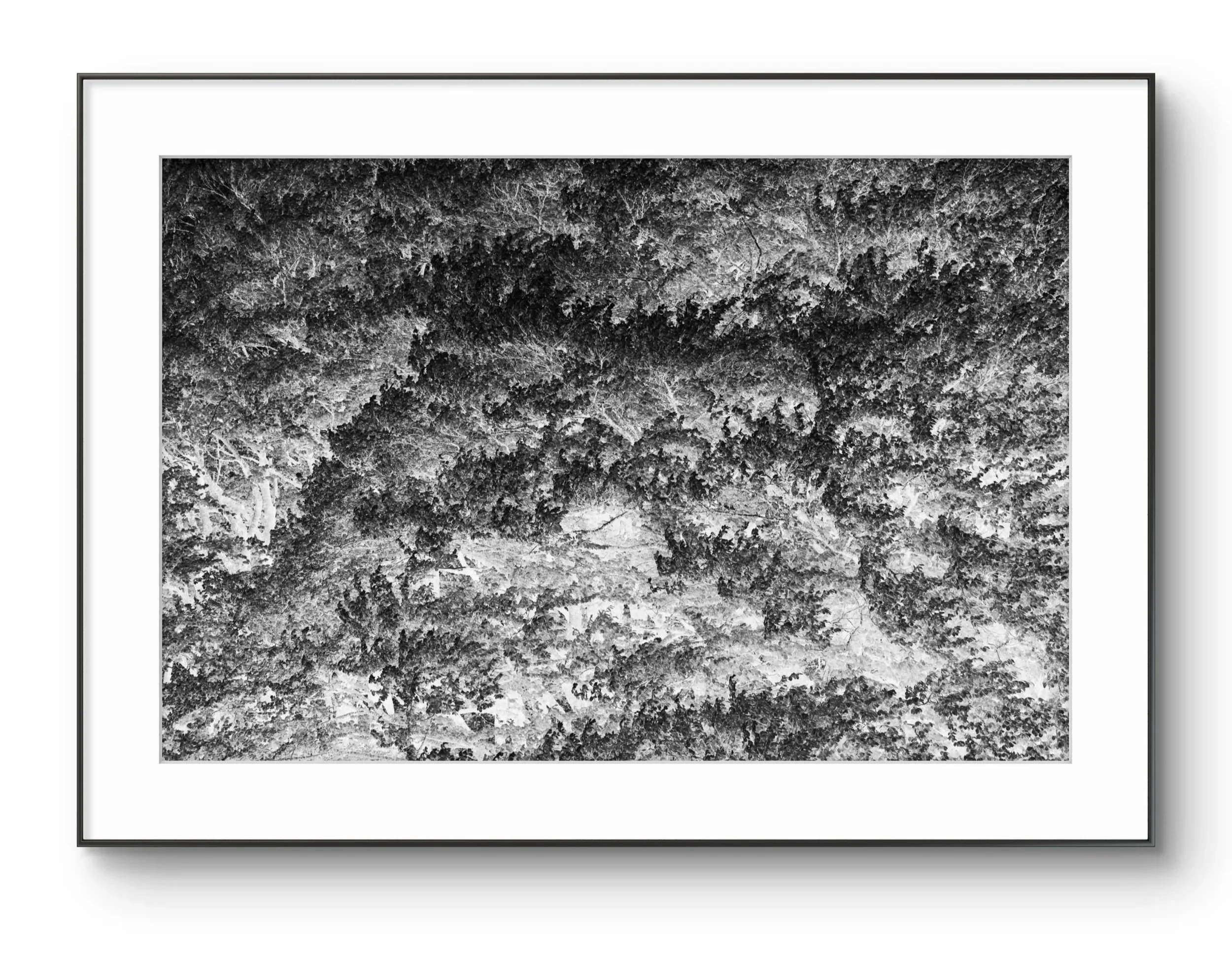 Vue aérienne d'une forêt dense en noir et blanc.