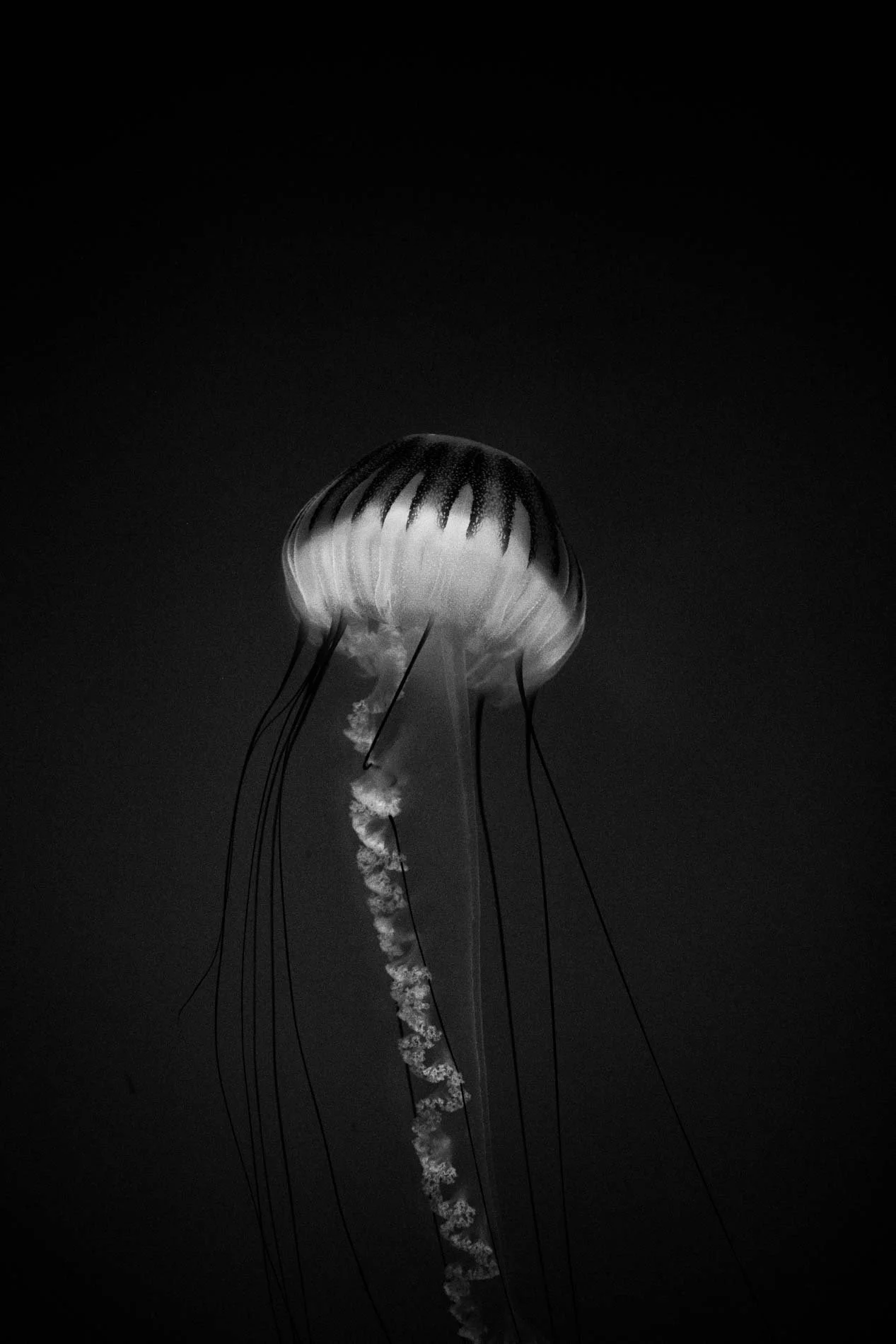 Une méduse transparente flotte dans l'eau noire, avec un trail blanc derrière elle.