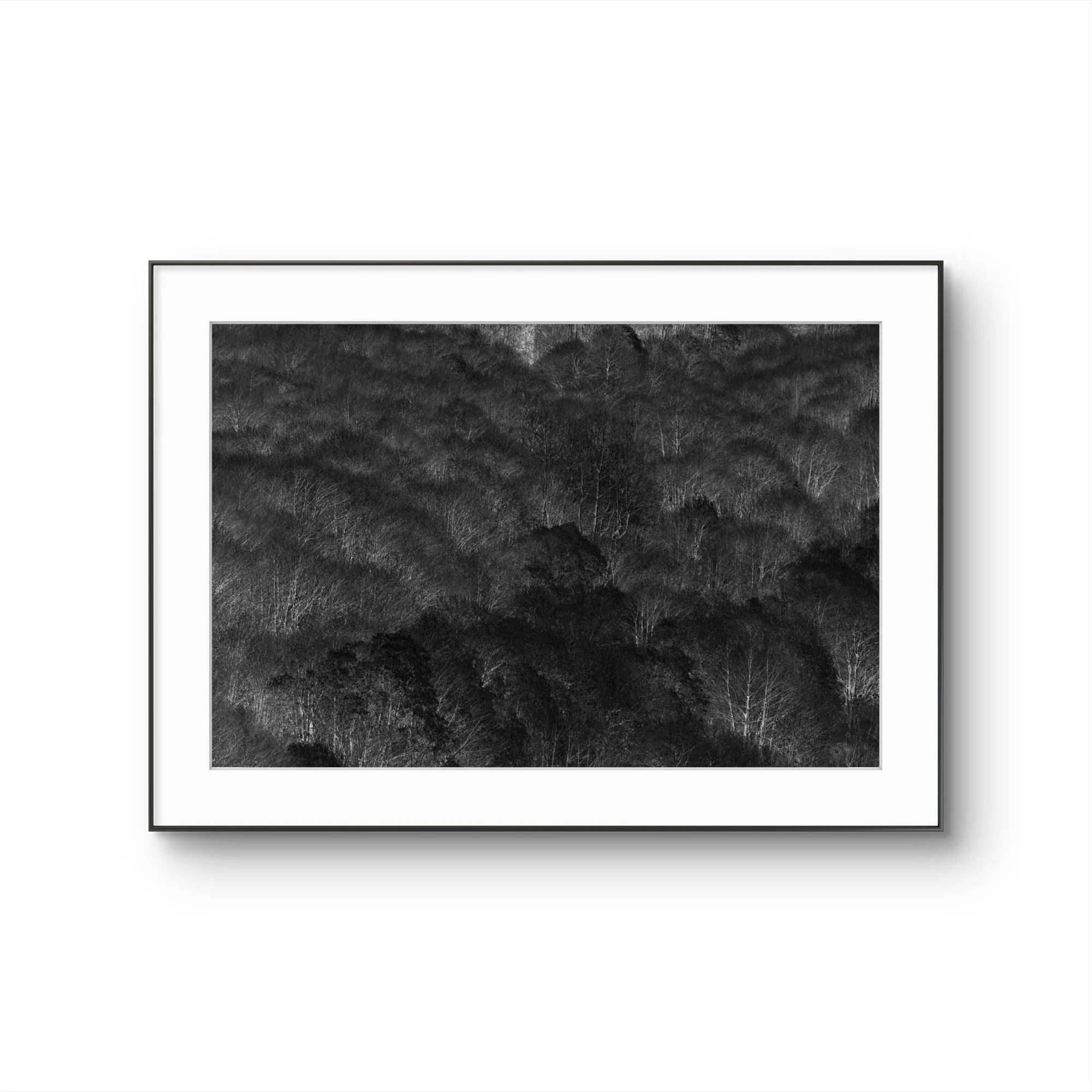 Photographie en noir et blanc d'une forêt dense vue d'en haut.