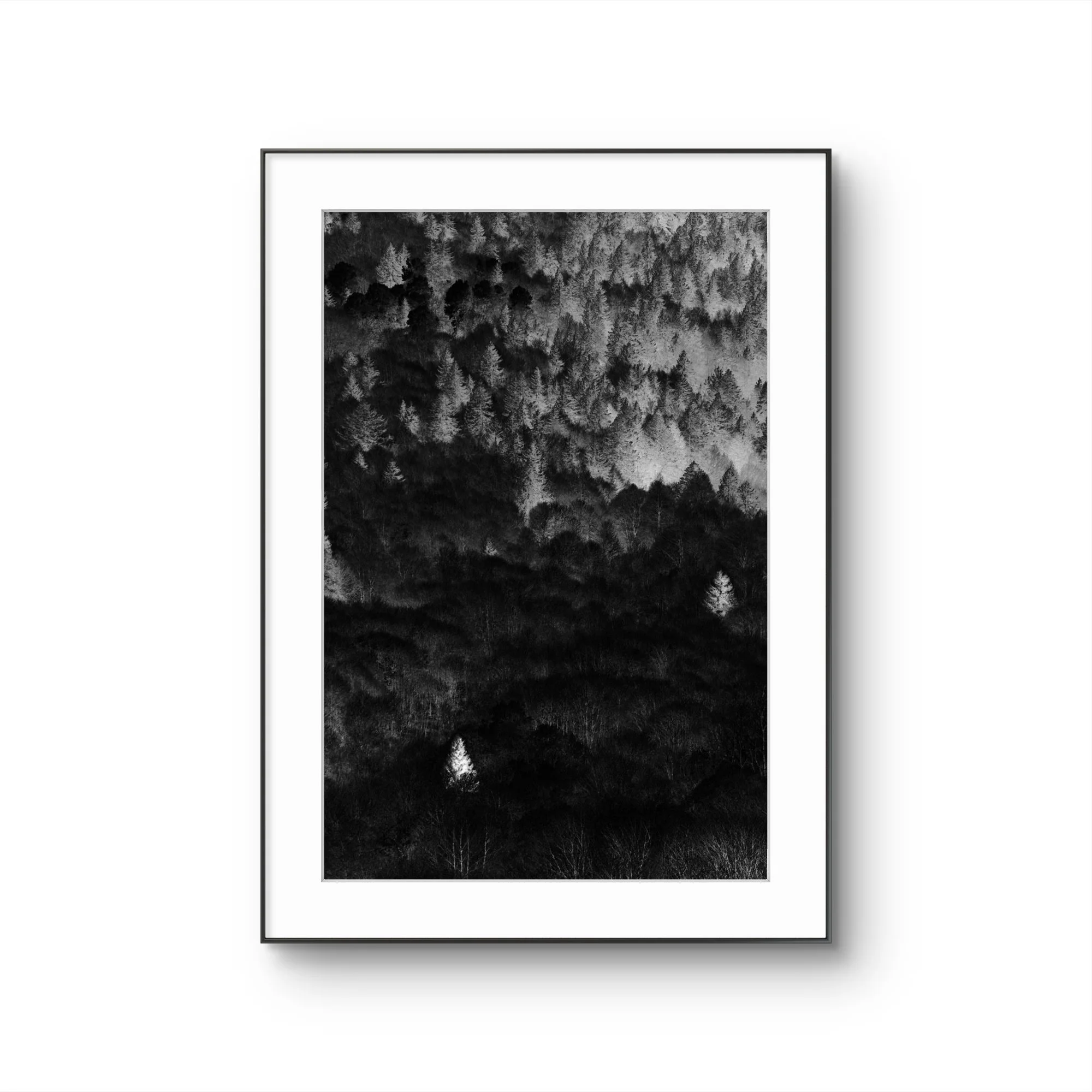 Photographie en noir et blanc d'une forêt d'arbres densément boisés, vue aérienne.