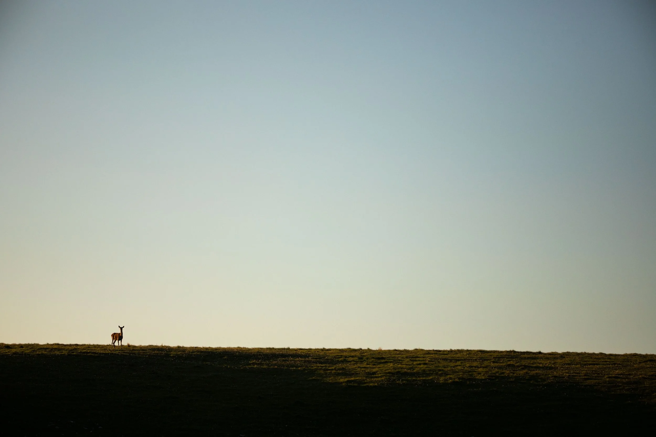 Un paysage avec un ciel clair, une vallée ou une plaine, et une seule girafe se tenant à gauche sur l'horizon.