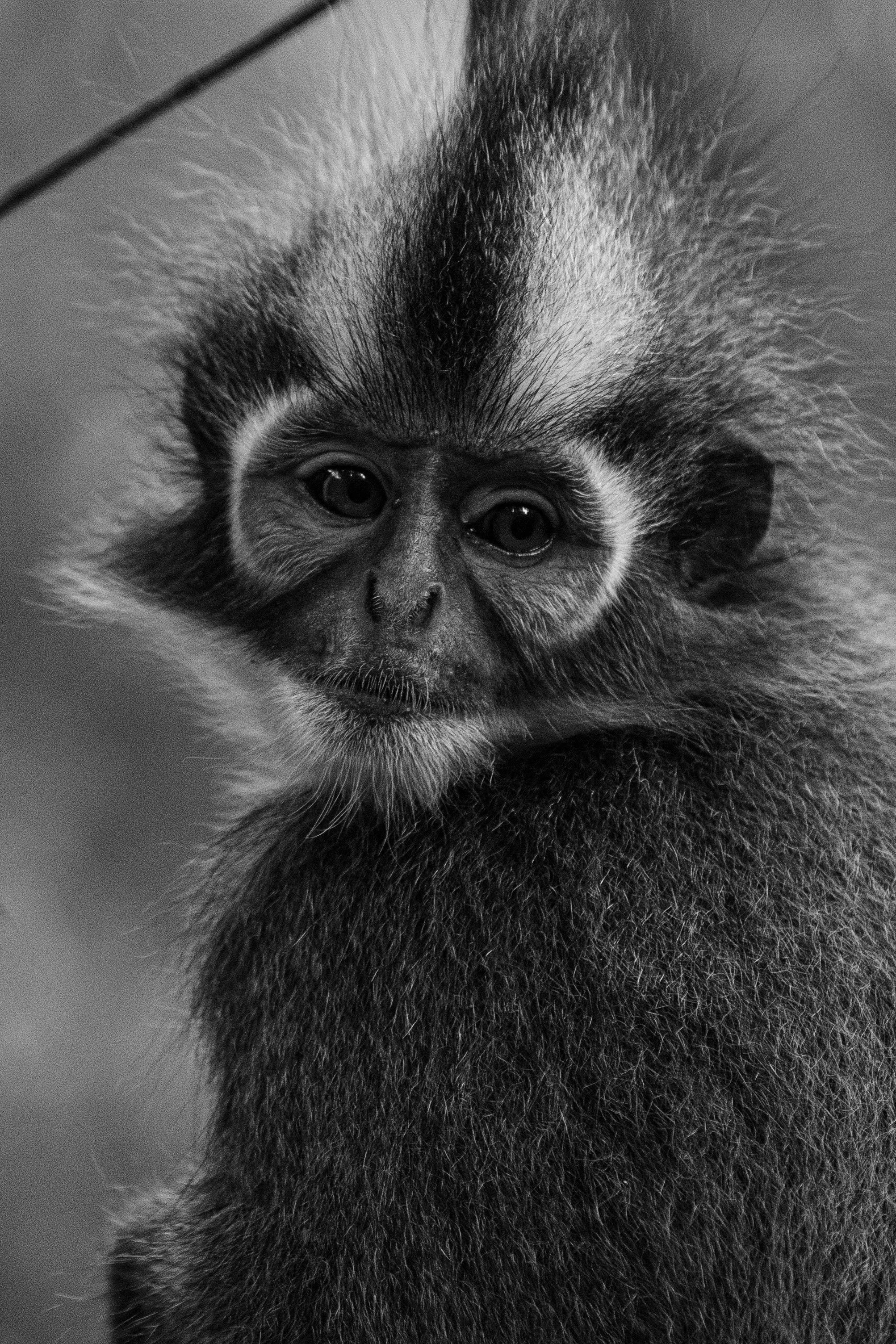 Un singe ou un primate avec un visage expressif, vu en noir et blanc, dont la tête est entourée de fourrure.