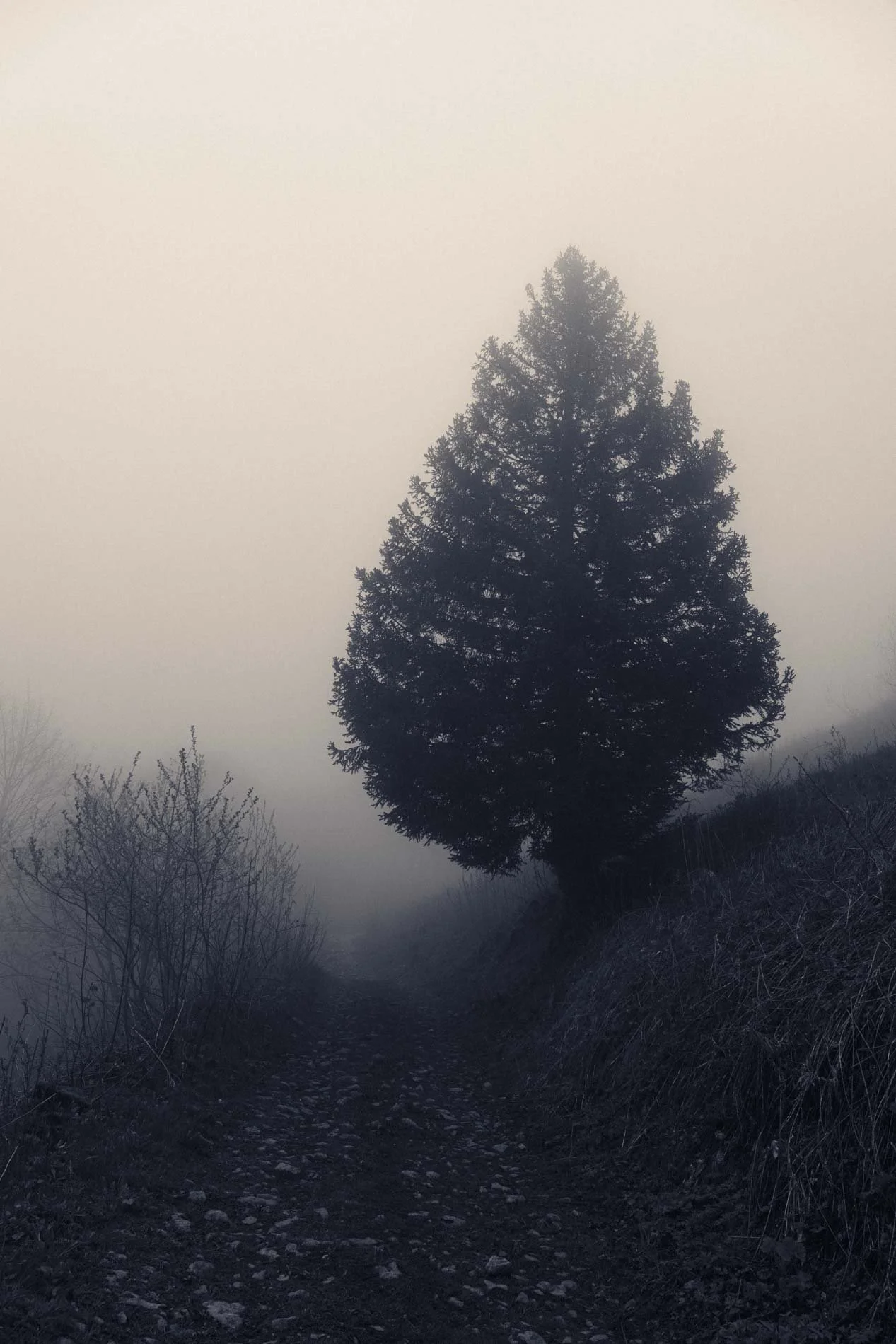Un arbre solitaire sur un sentier de montagne brumeux au crépuscule ou à l'aube.