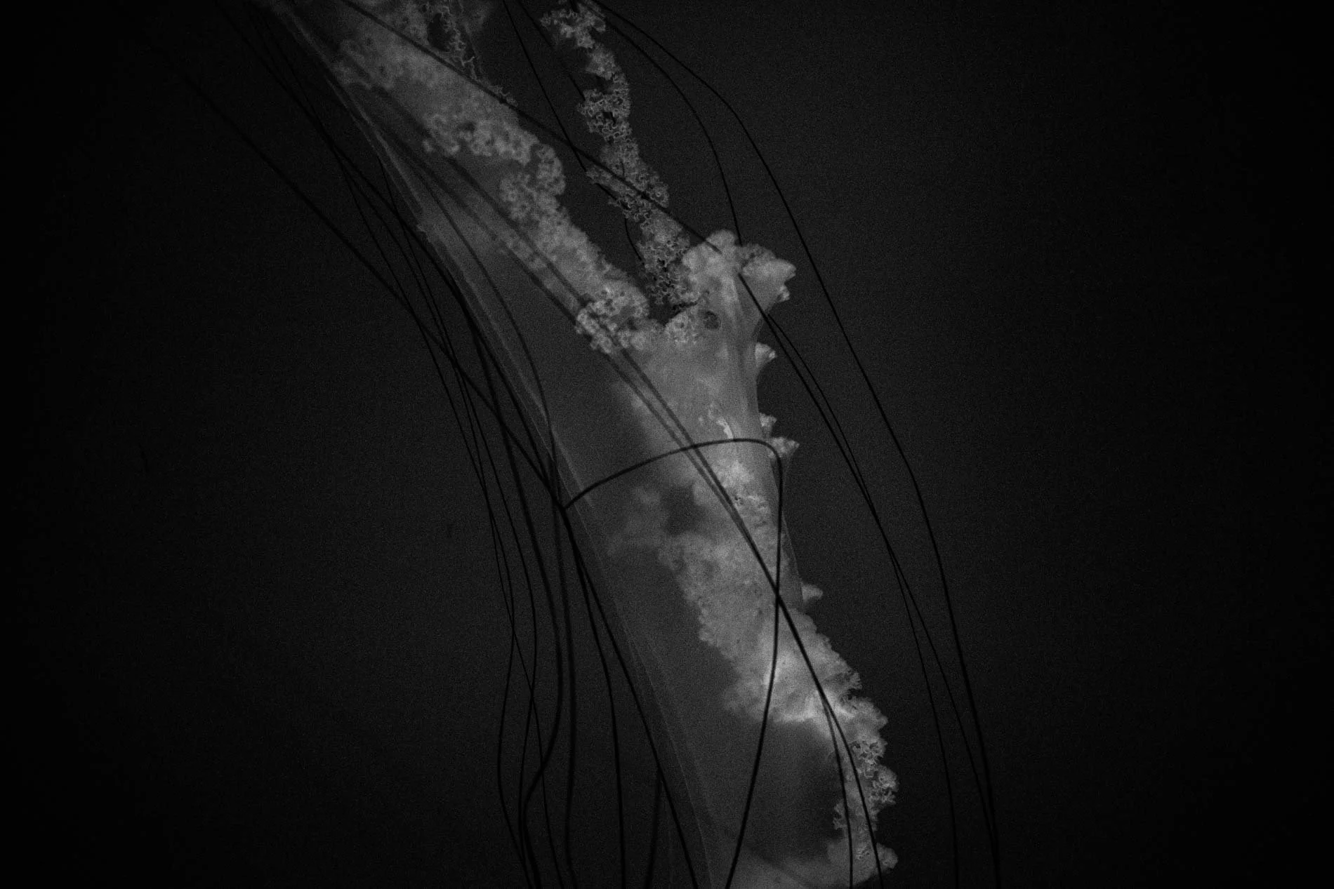 Une photo en noir et blanc montrant une cheminée d'usine en activité, rejetant de la fumée dans le ciel, avec des lignes d'électricité en premier plan.