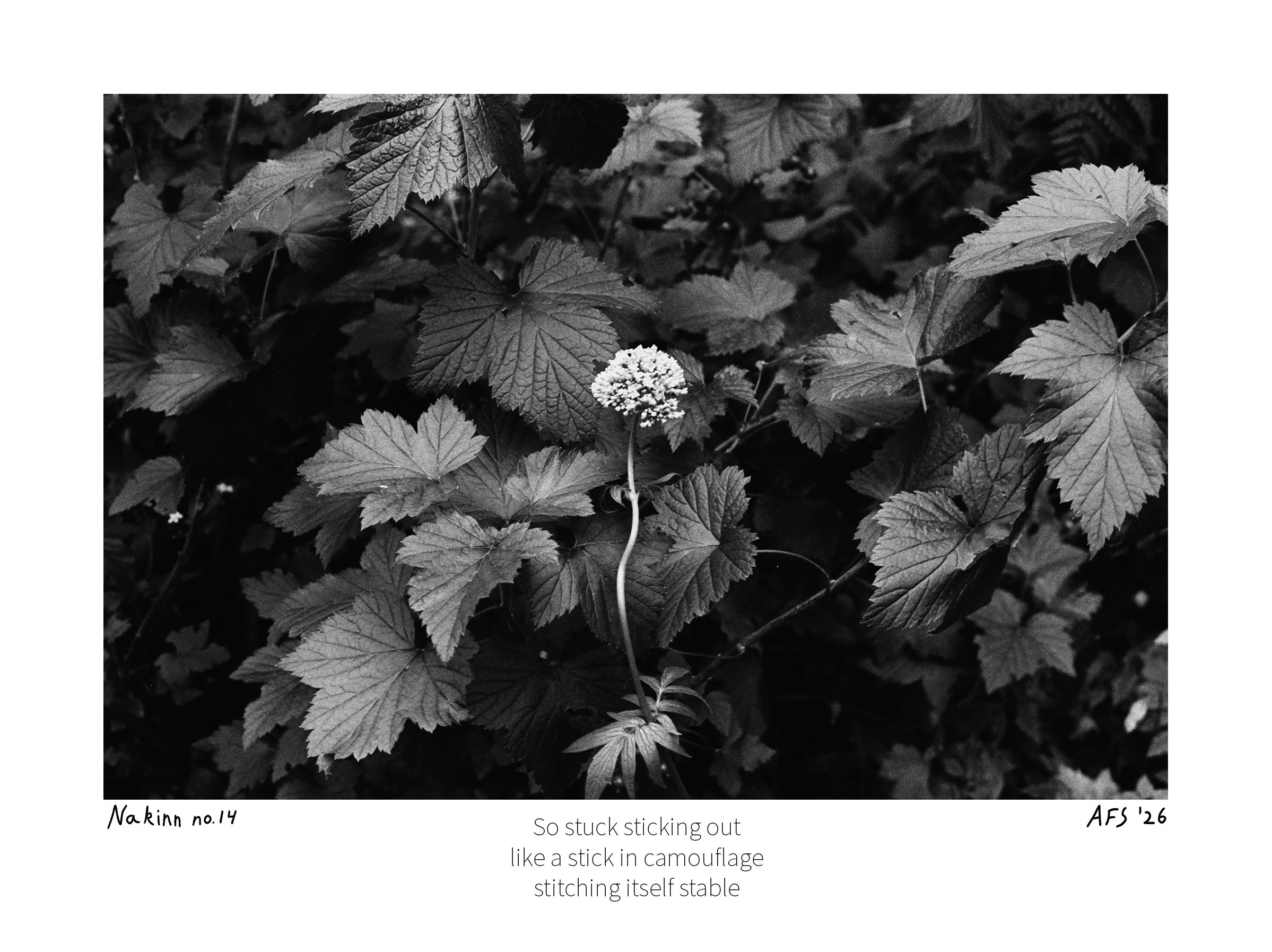 Nakinn no. 14 - print