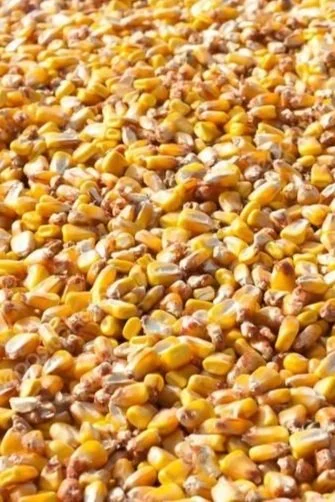 Close-up of scattered yellow corn kernels with some broken pieces.