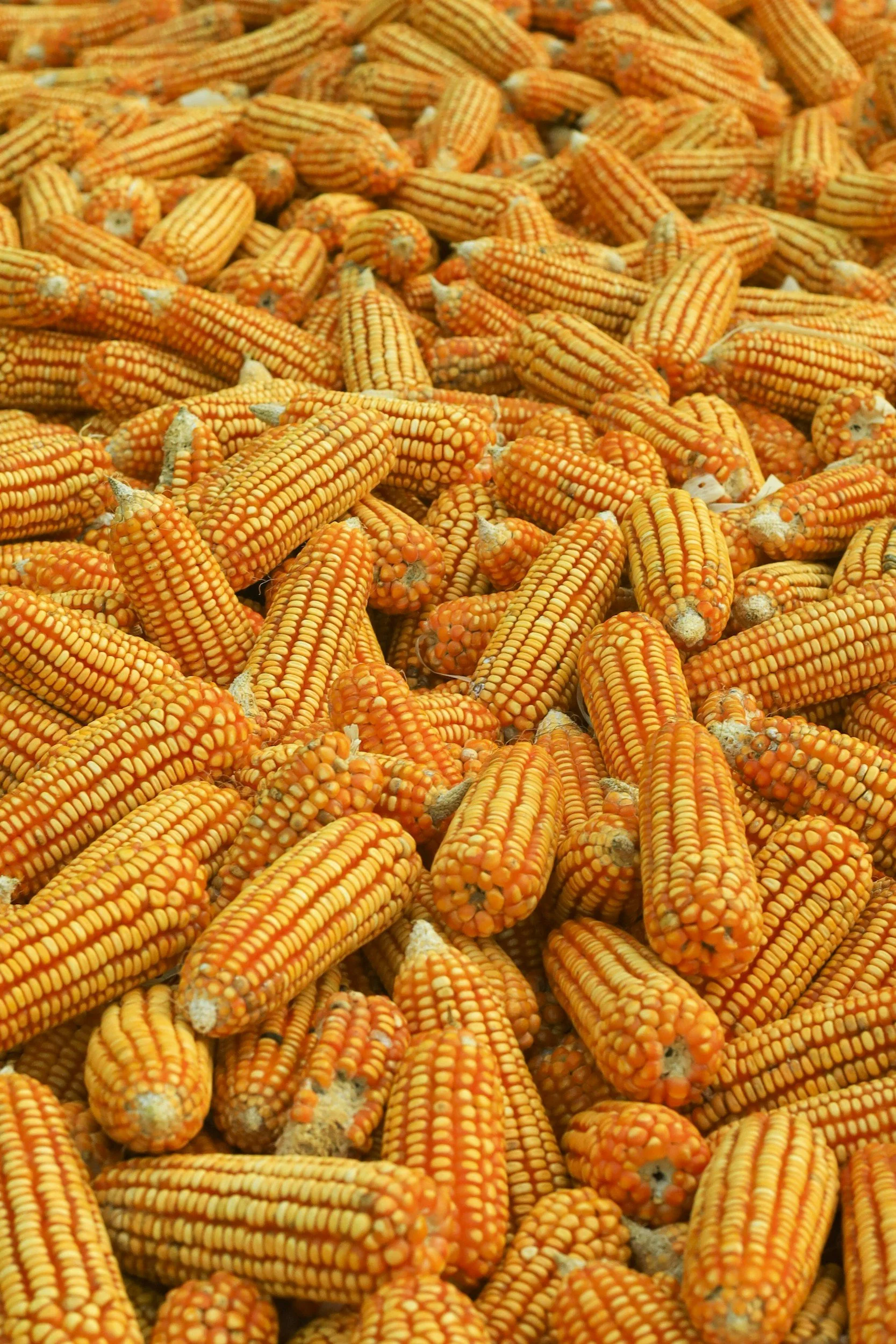 A large pile of orange corn cobs with white and blue spots.