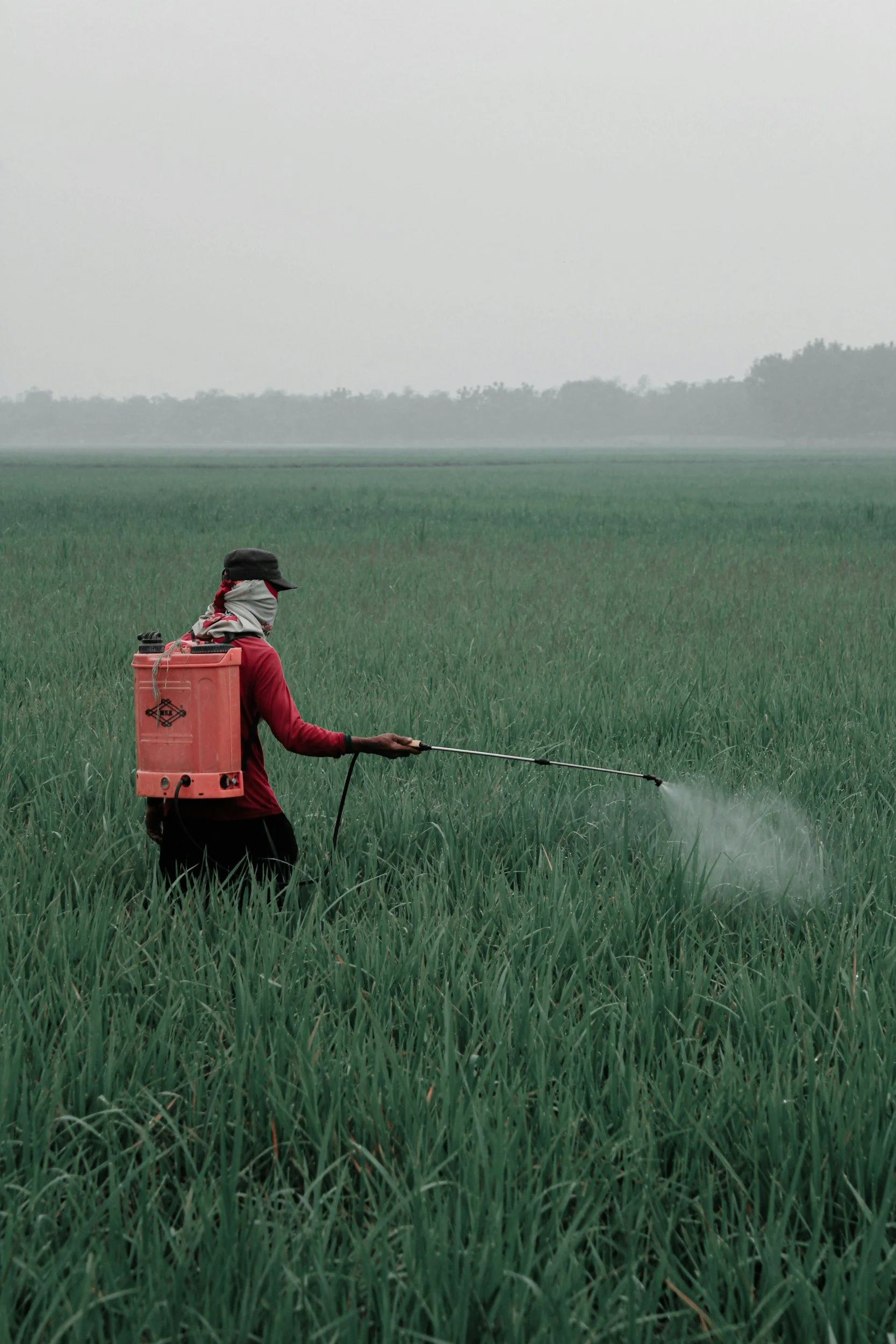 A person with a backpack spraying pesticides or herbicides in a green rice field.