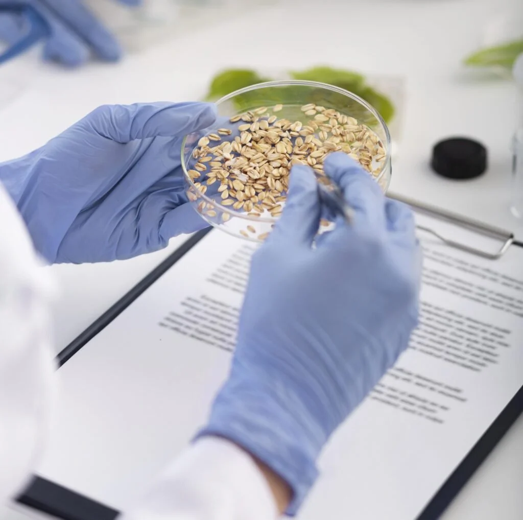 Person wearing blue gloves examines a petri dish with seeds or grains in a laboratory setting.