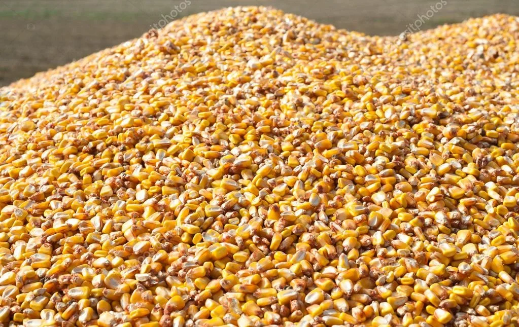 A large pile of golden yellow and brown dried corn kernels.