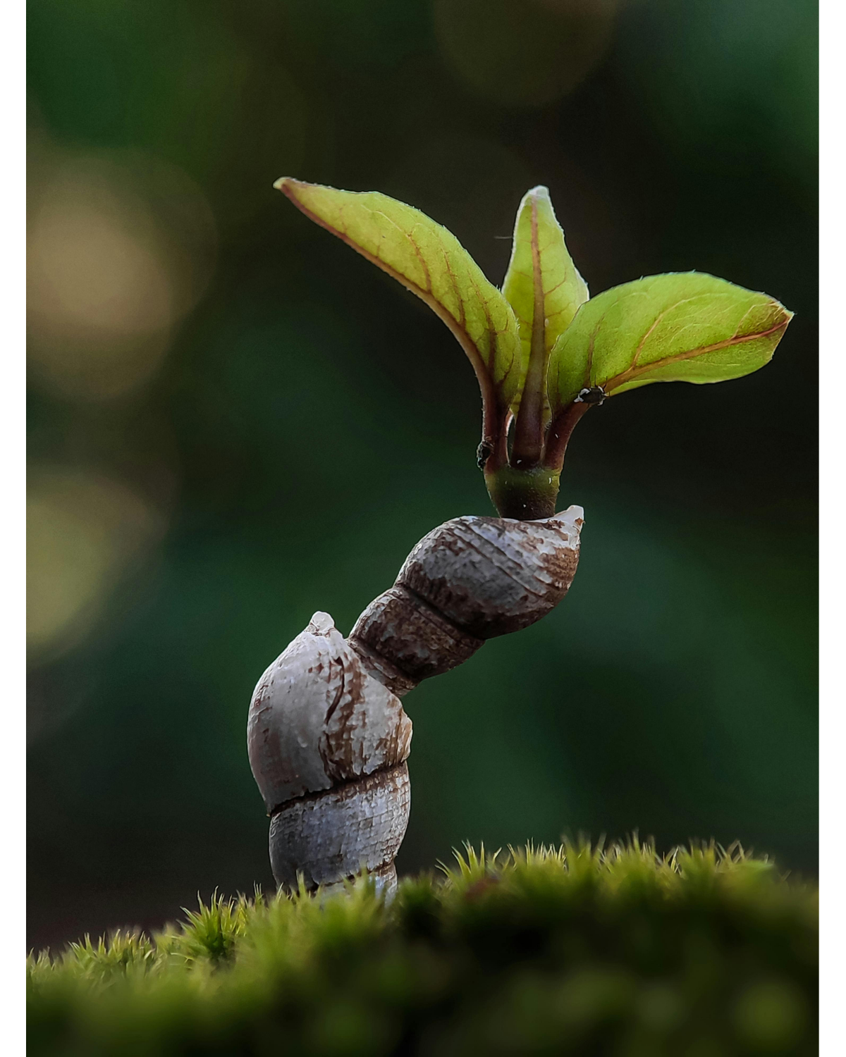 Quirky natural growing thing, two snail shells stacked on top of each other with a two small leaves growing out the top