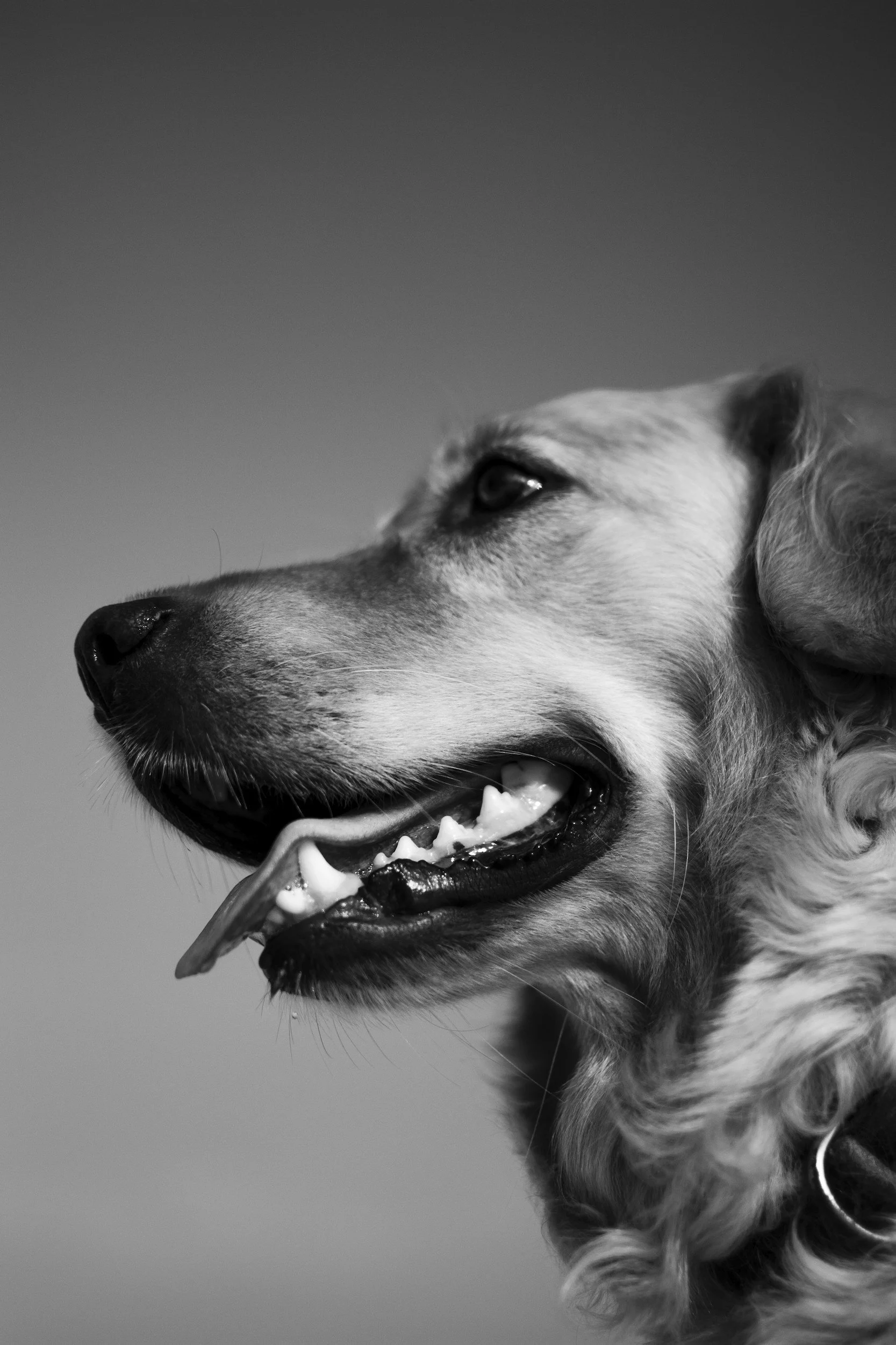 Black and white close-up of a dog's face with its mouth open, holding a rawhide chew toy, looking off to the side against a plain background.