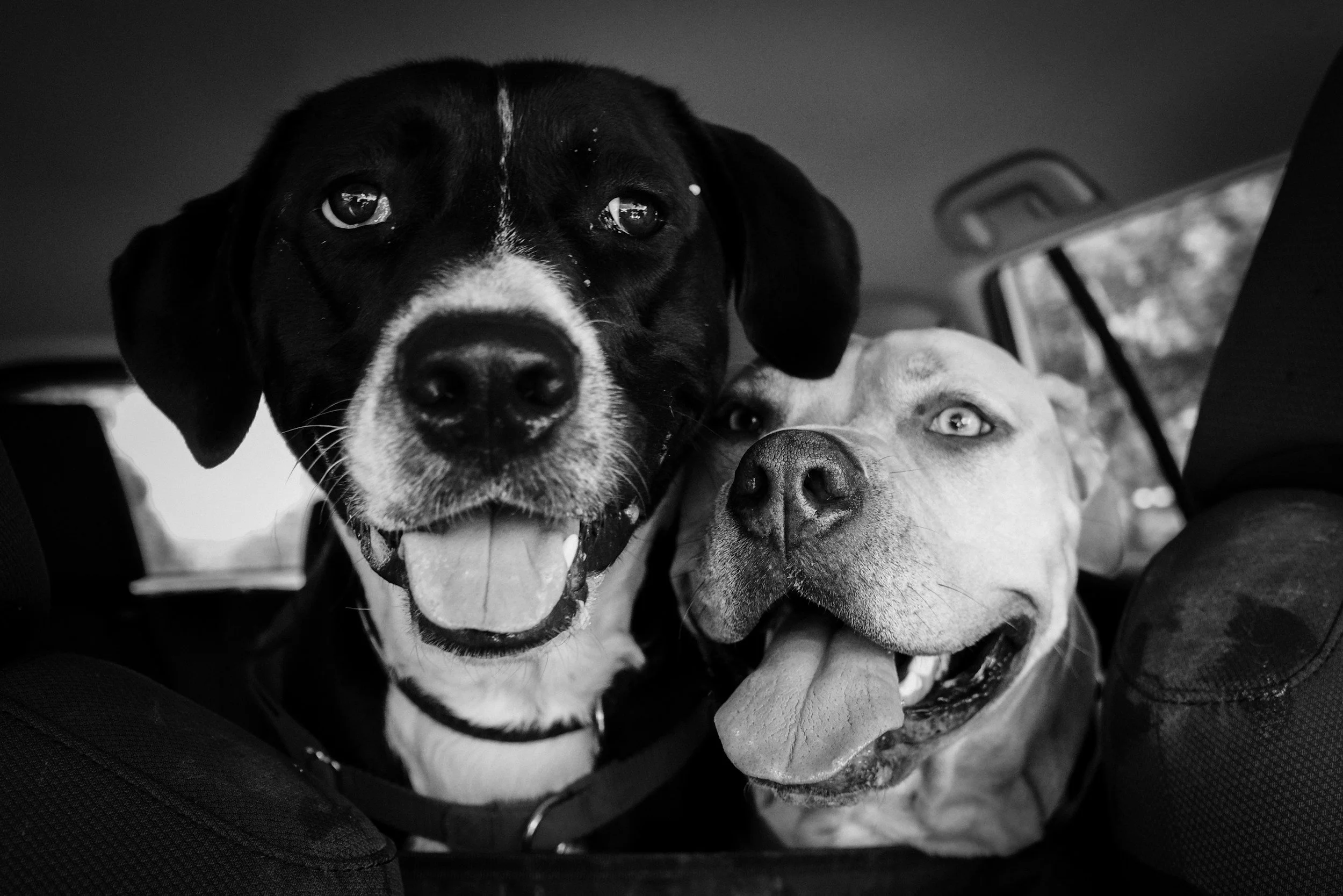 Close-up of two dogs lying on a blanket, one black with white markings and one light-colored, in a vehicle's backseat.