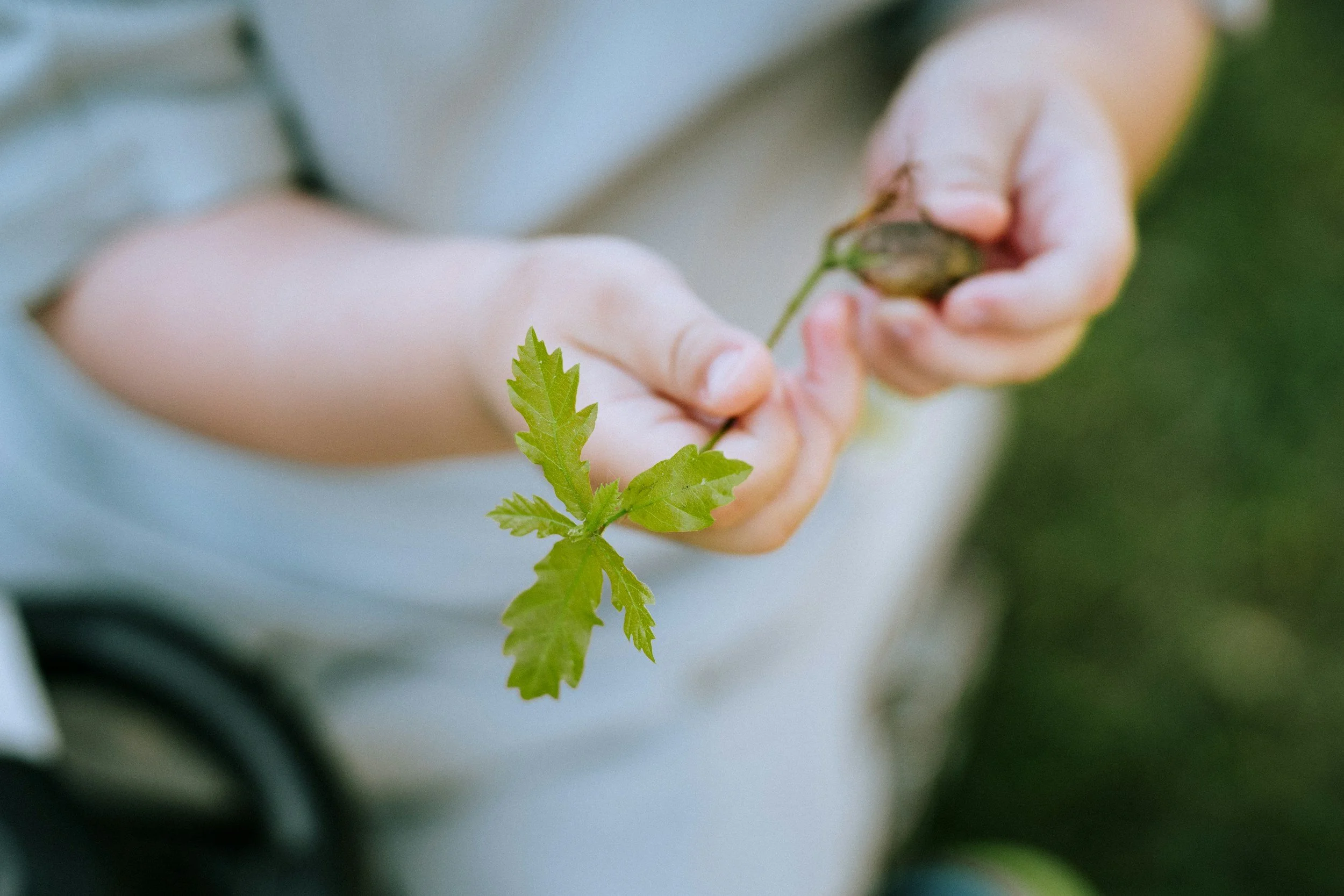 A person holding a small green plant with a root ball in their hands.