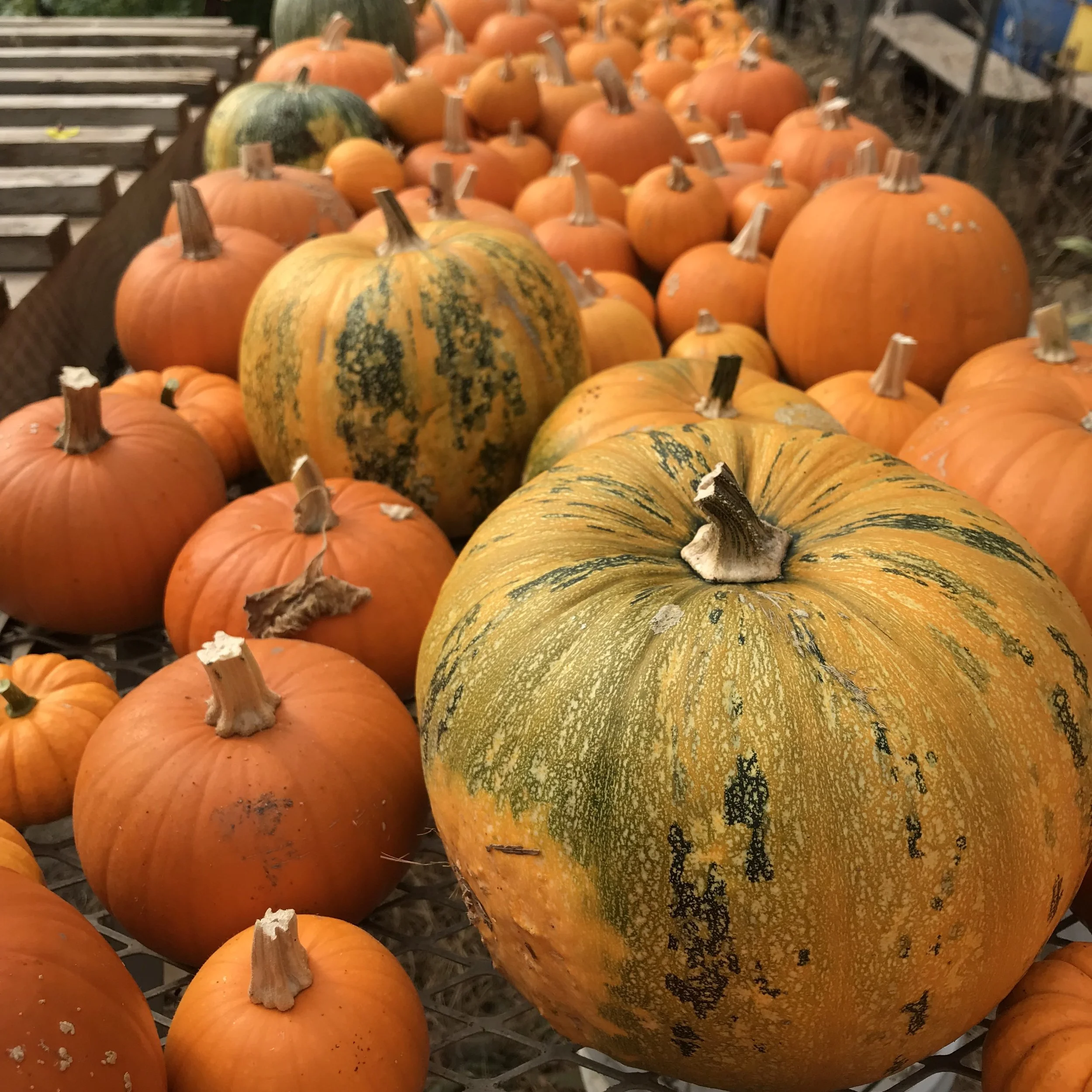 KinderFarm Fall Session