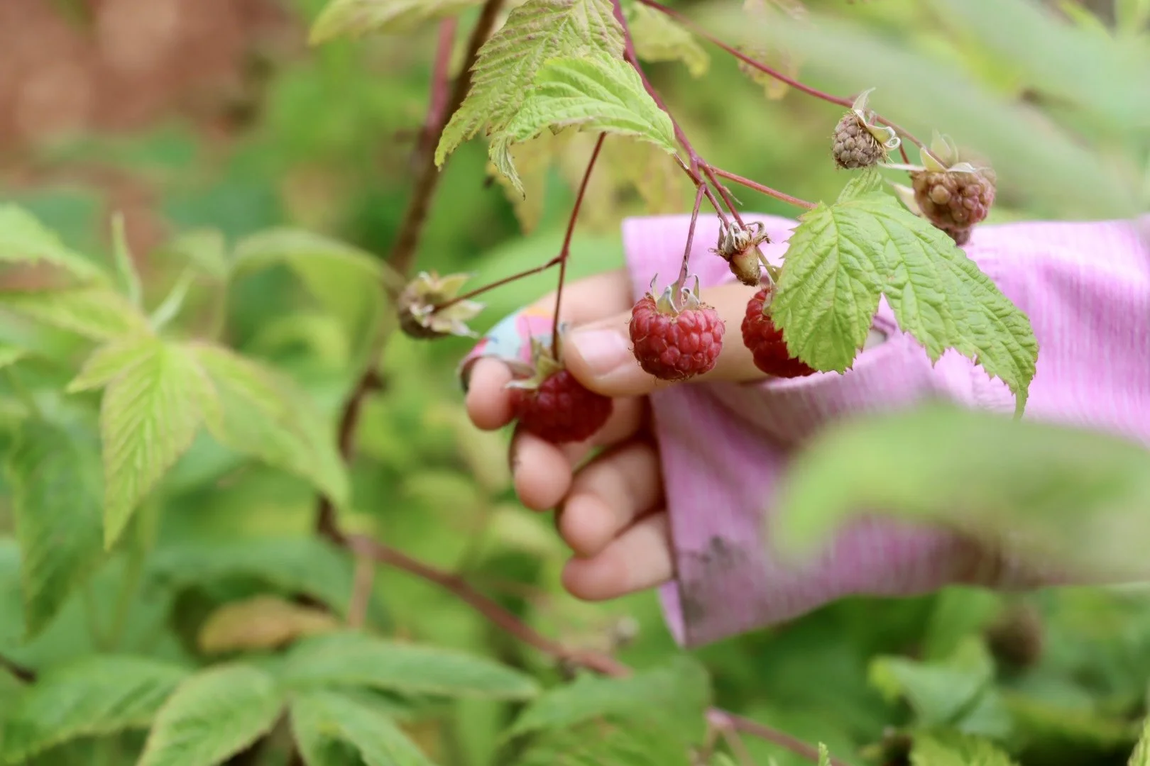 Child wearing a pink and blue shirt picking ripe red raspberries on a sunny day in a lush green garden.