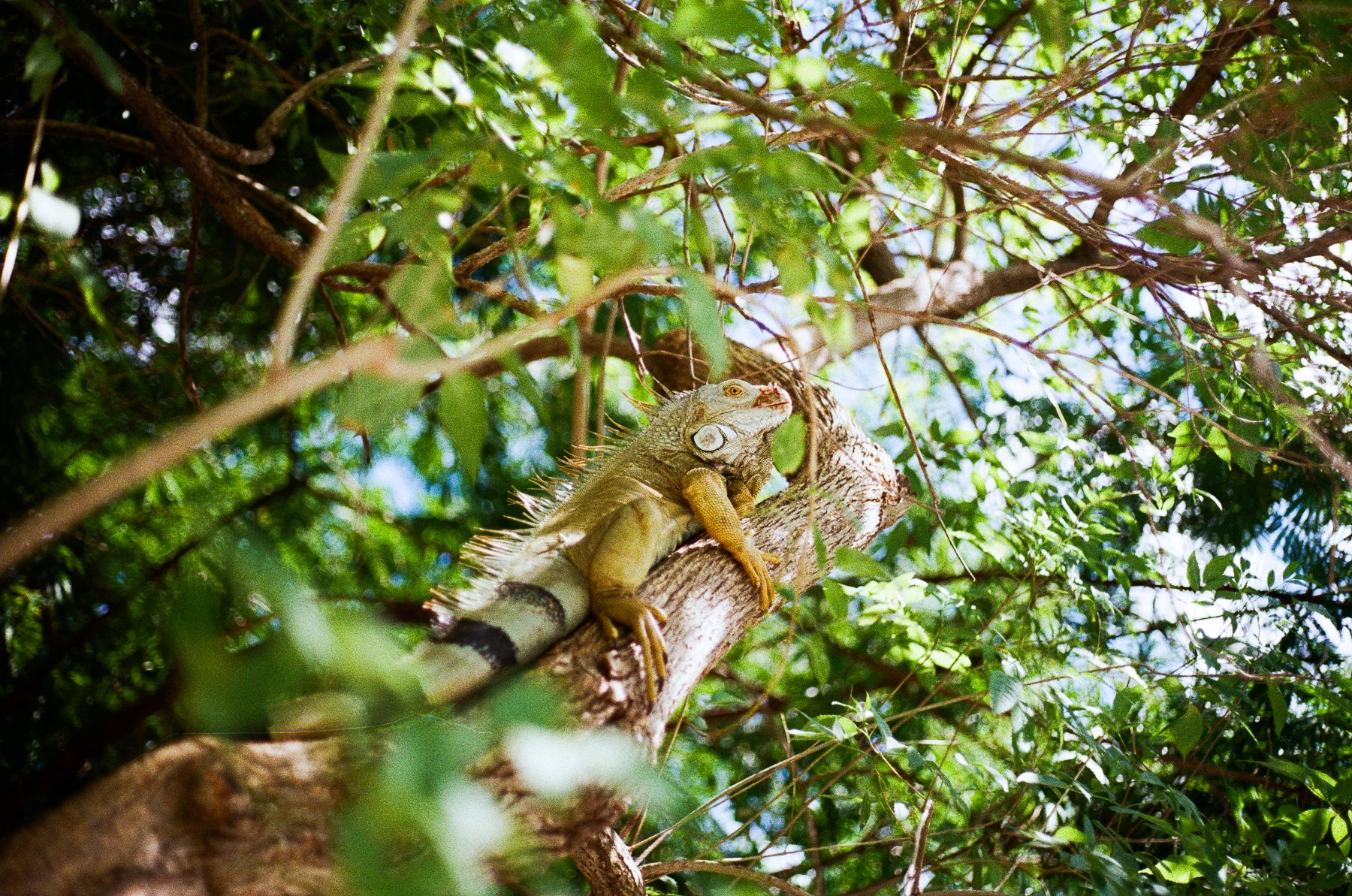 costa rica-3.jpg