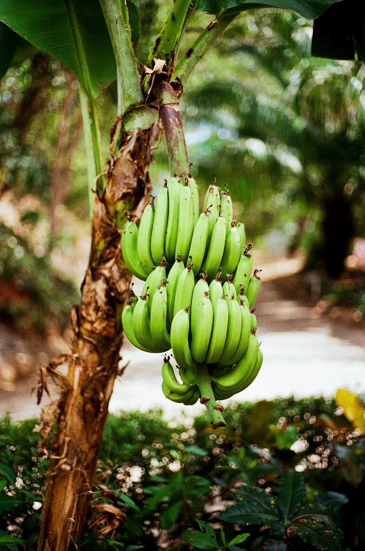 costa rica-17.jpg